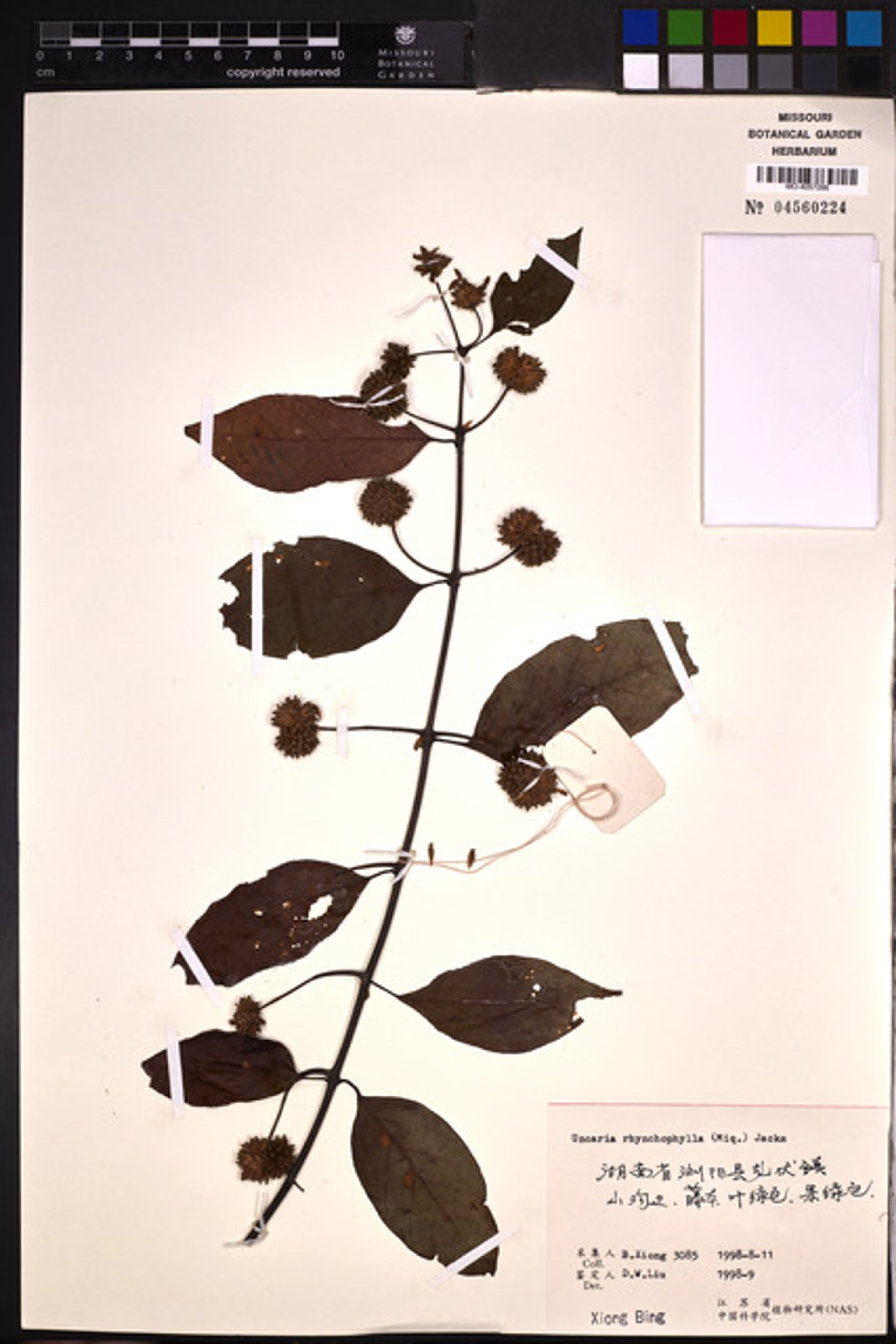 Uncaria rhynchophylla - 21