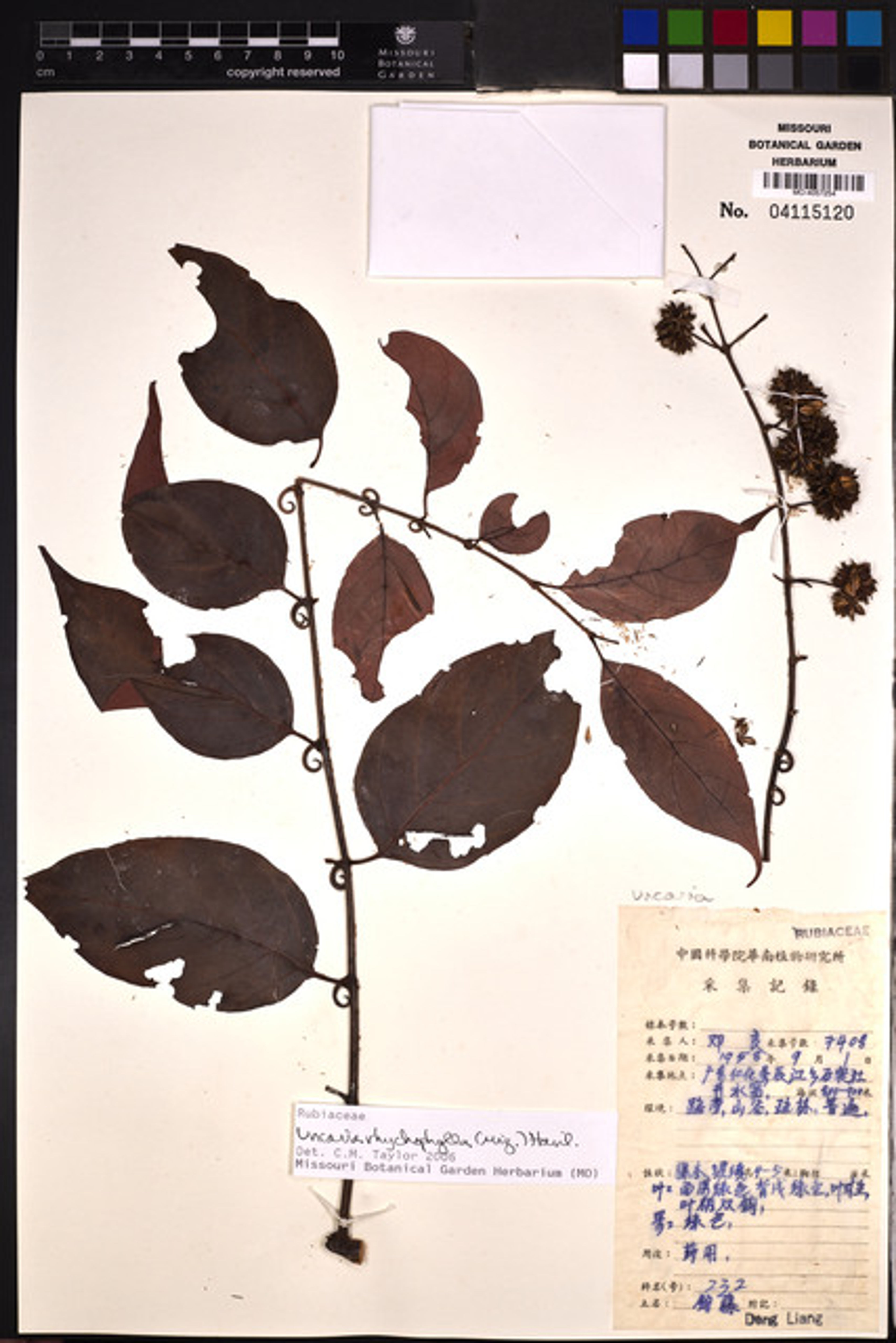 Uncaria rhynchophylla - 39