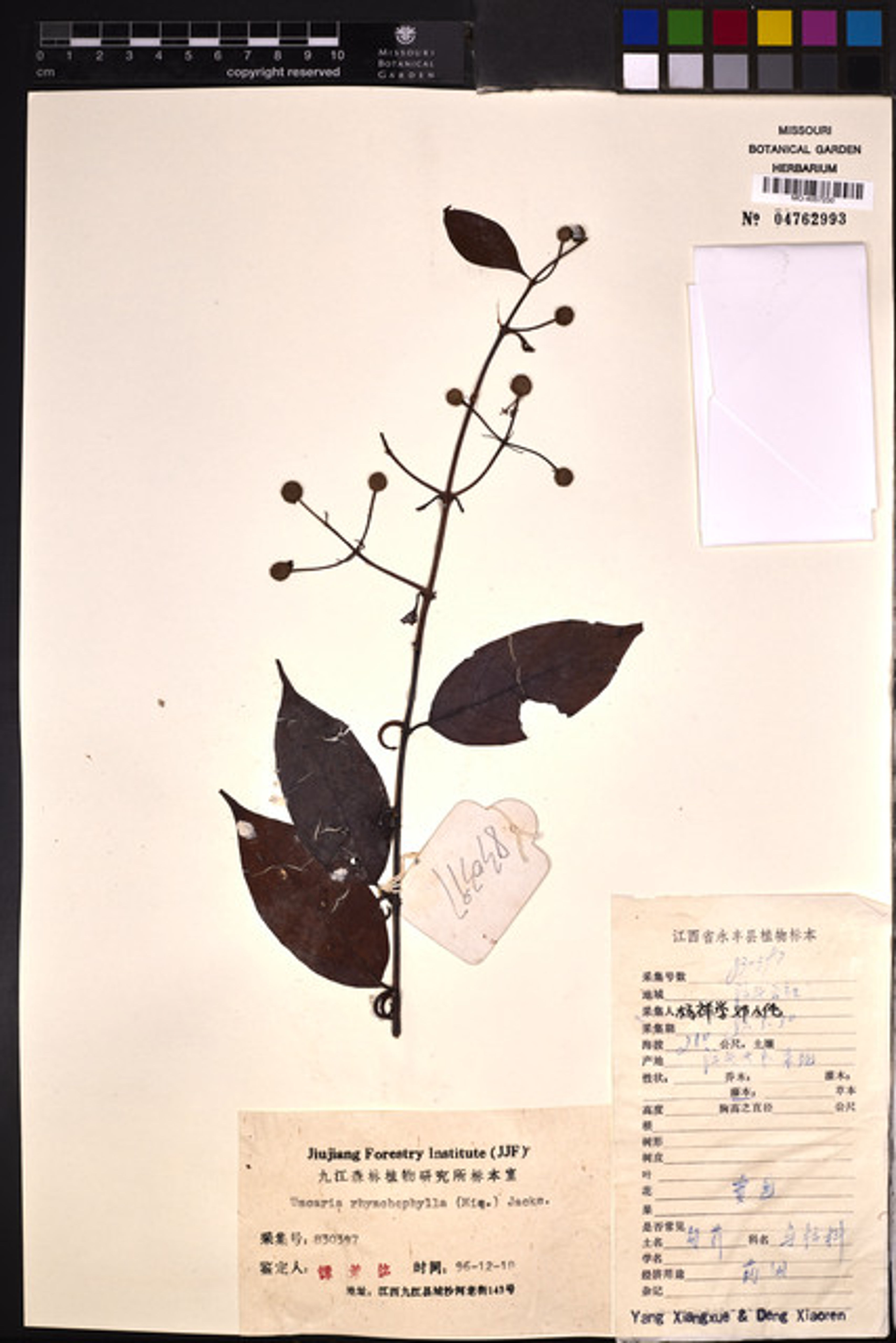 Uncaria rhynchophylla - 14