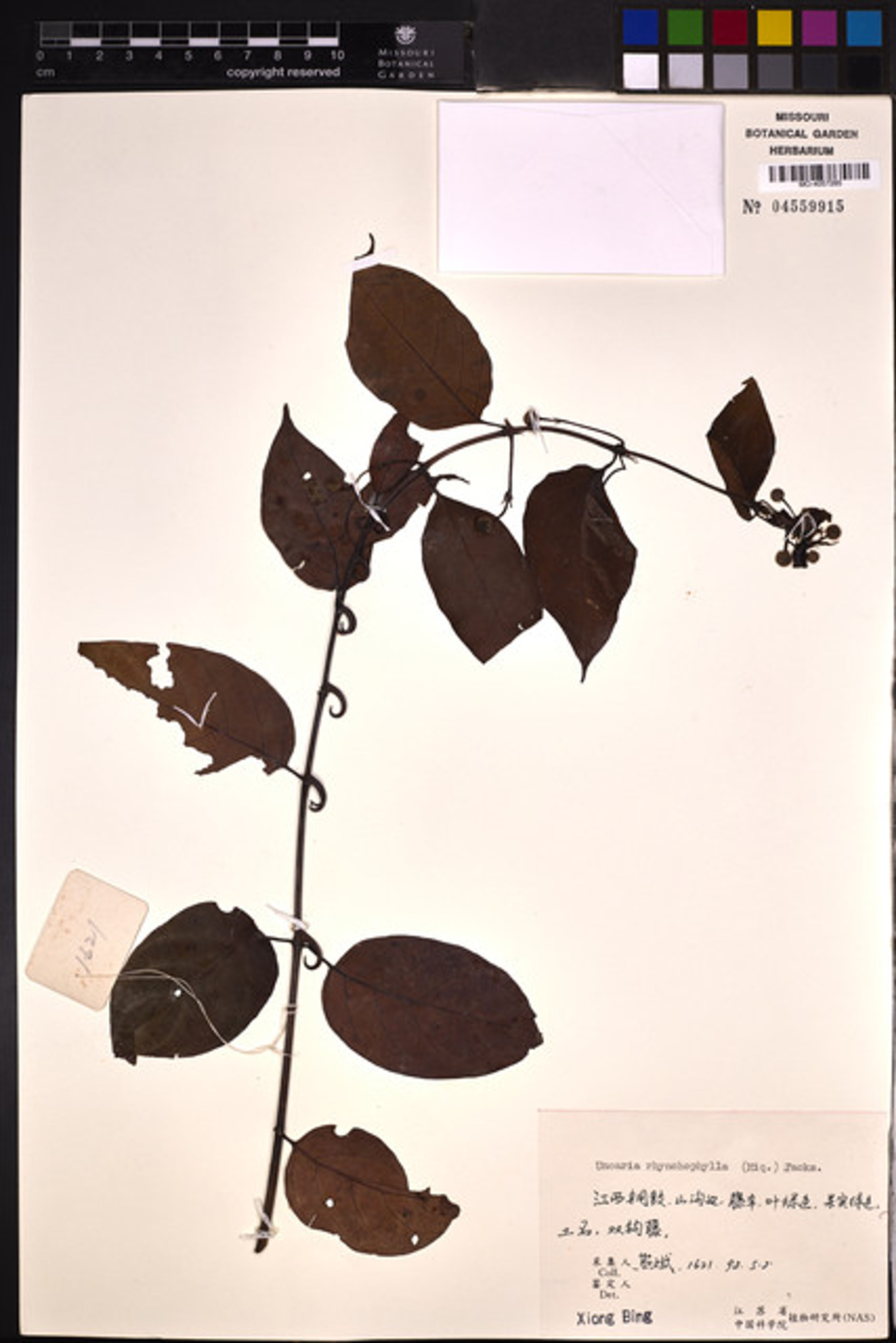 Uncaria rhynchophylla - 79