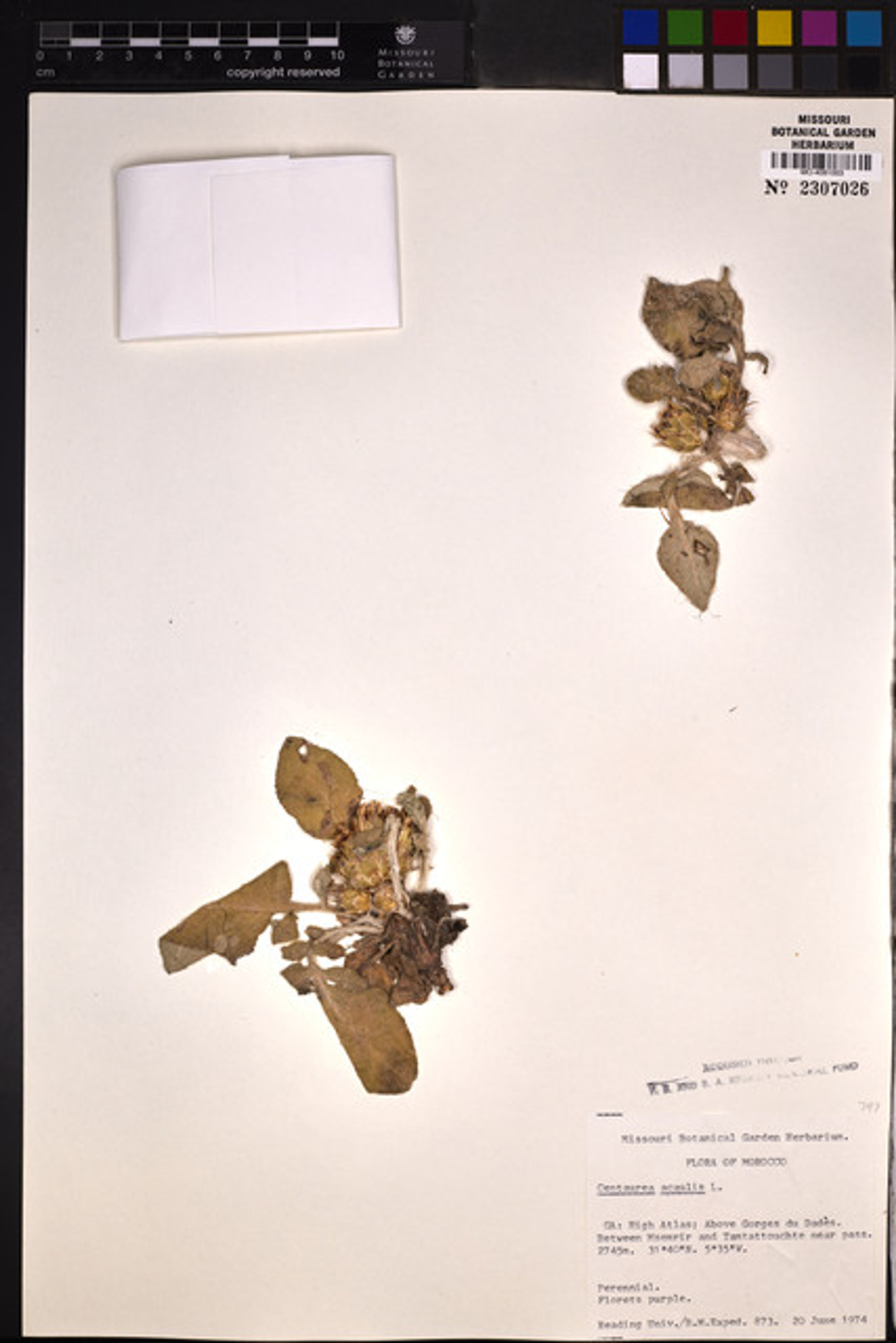 Centaurea acaulis - 200