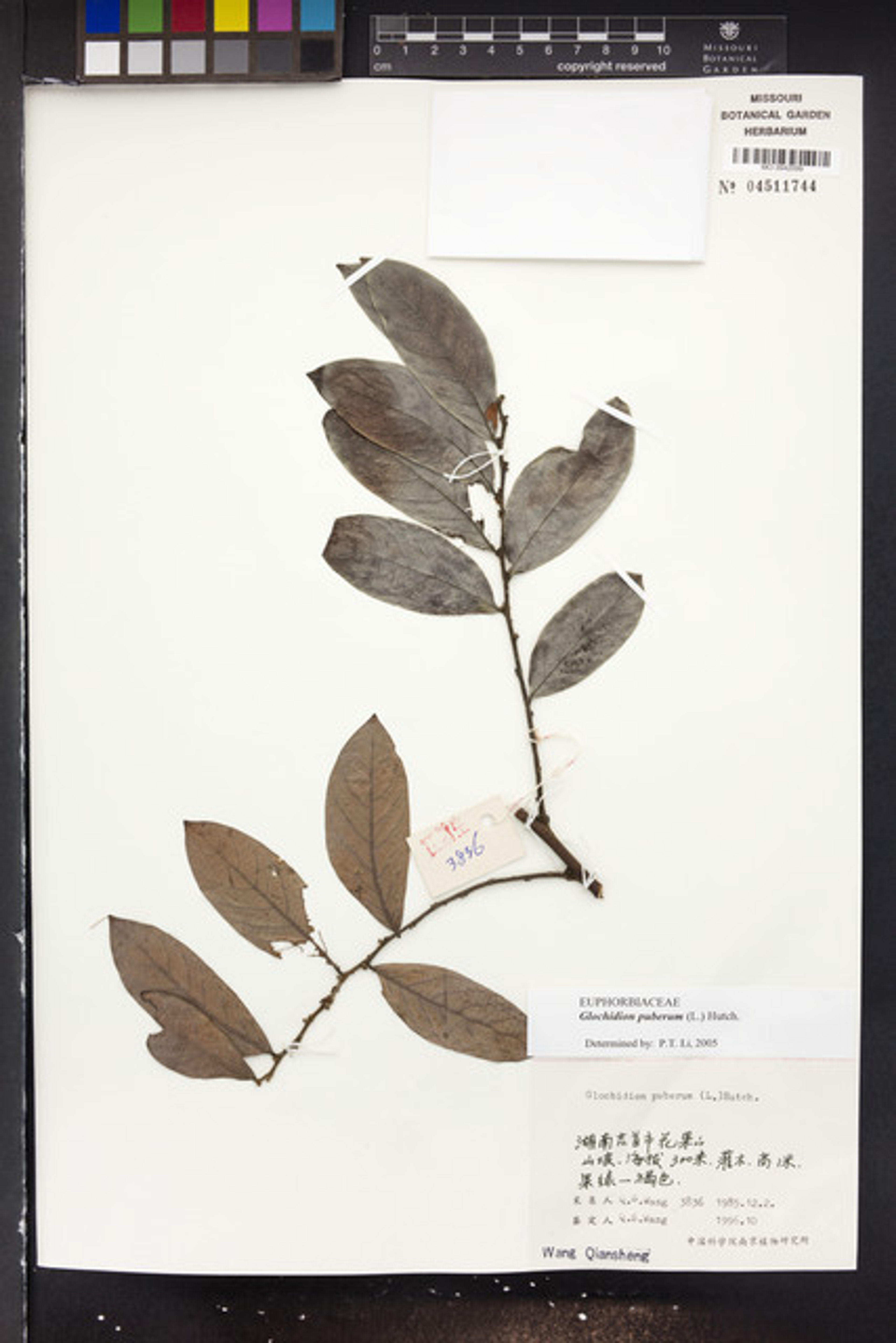 Glochidion puberum - 41