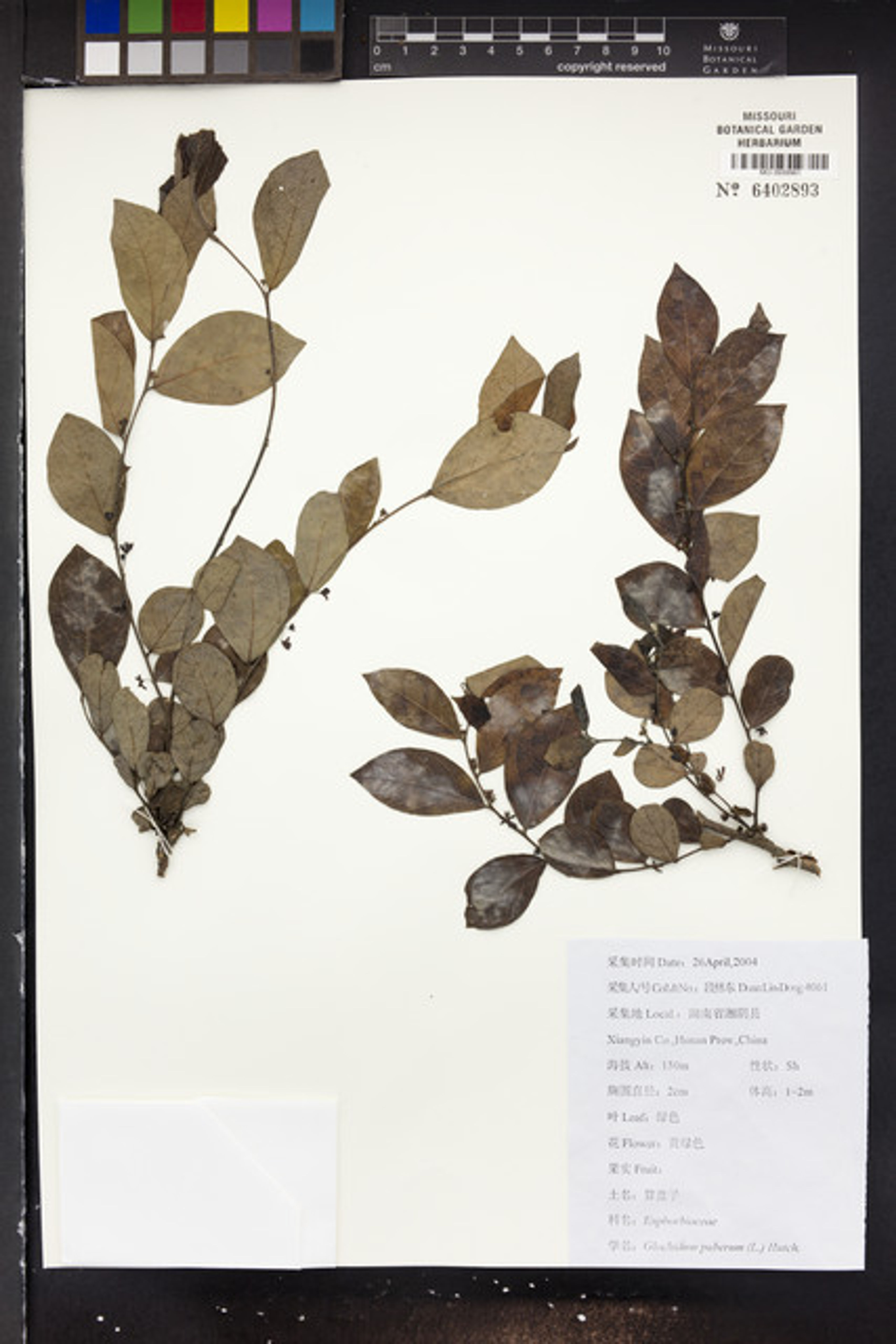 Glochidion puberum - 196