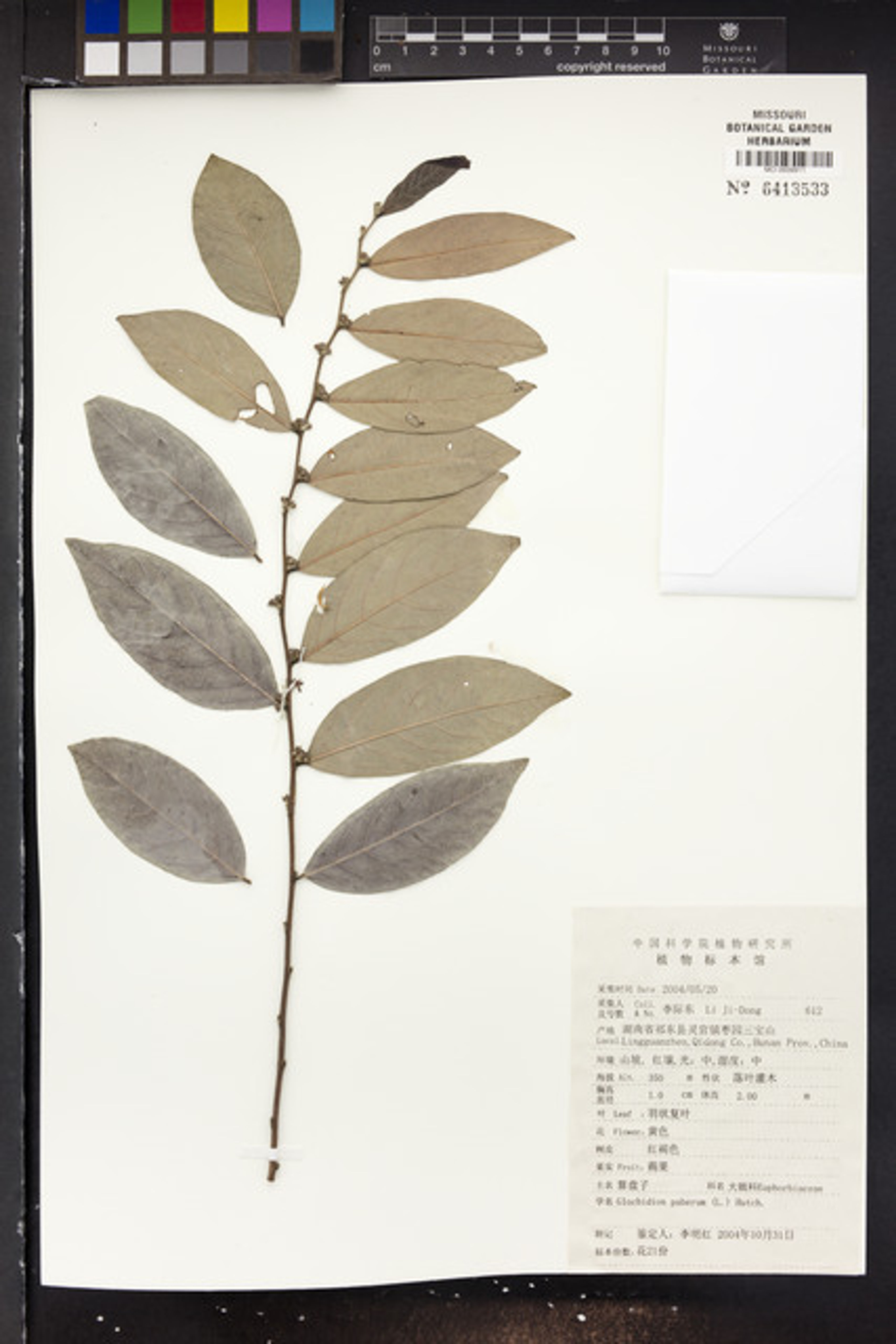 Glochidion puberum - 190