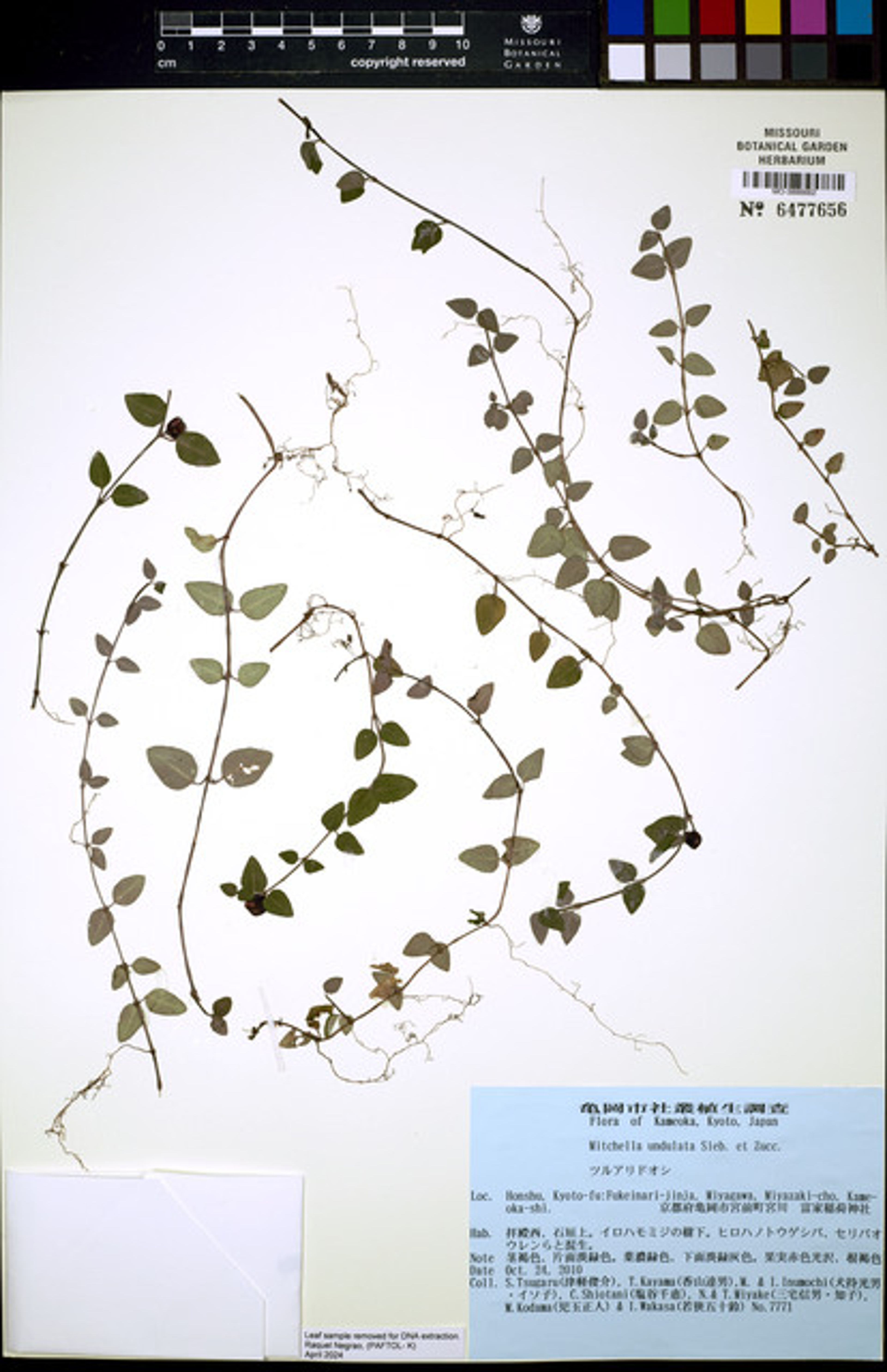 Mitchella undulata - 127