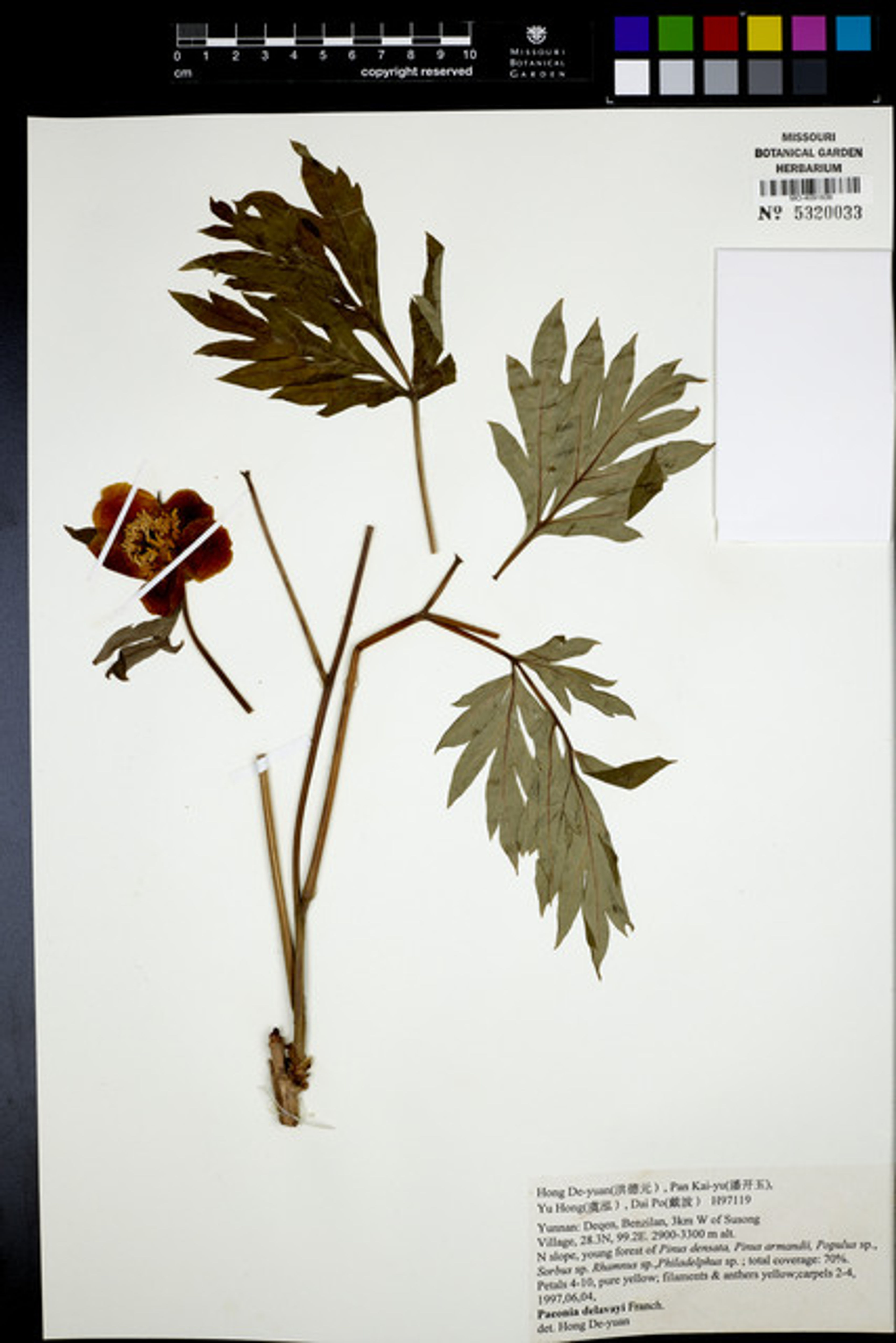 Paeonia delavayi - 82