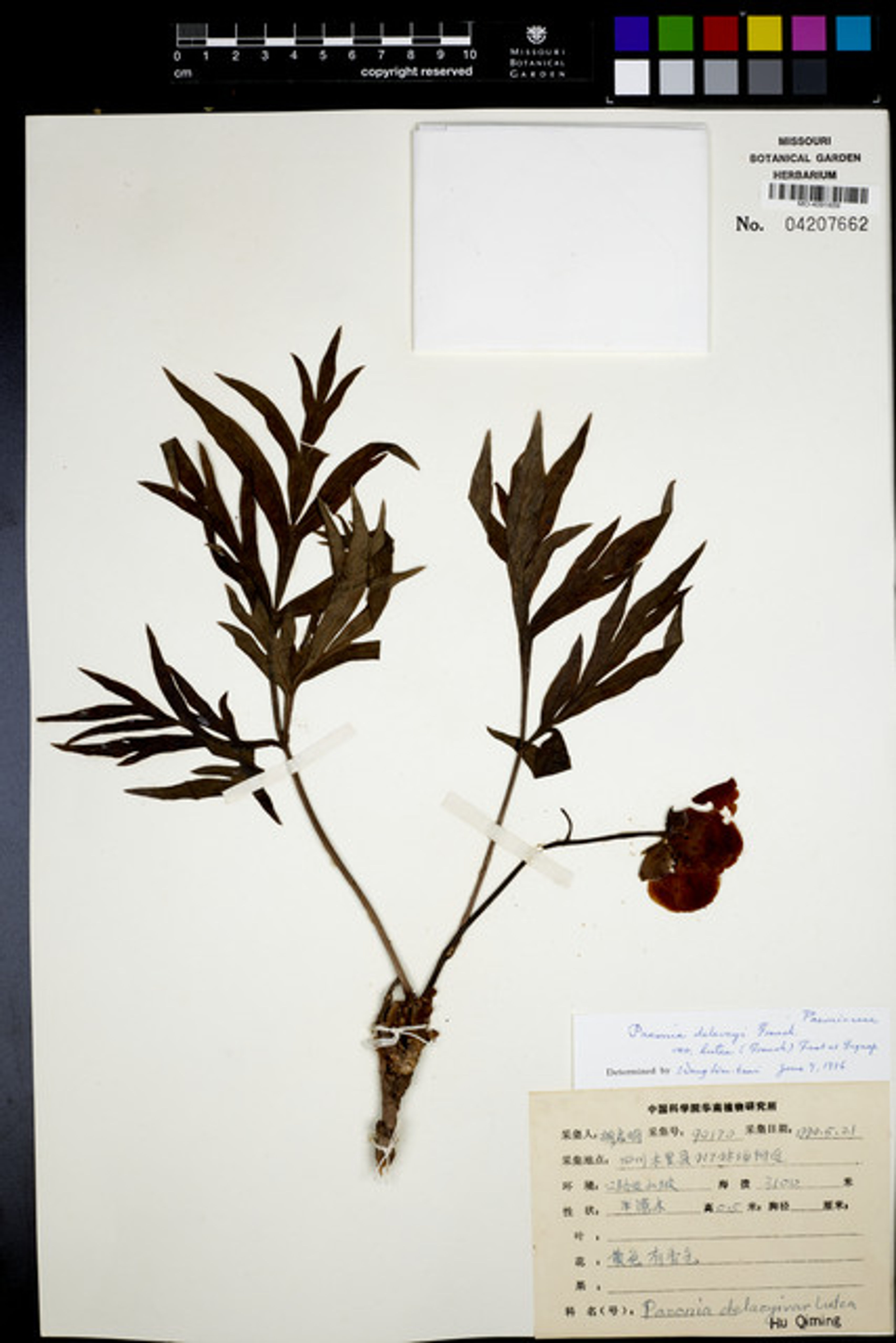 Paeonia delavayi - 34