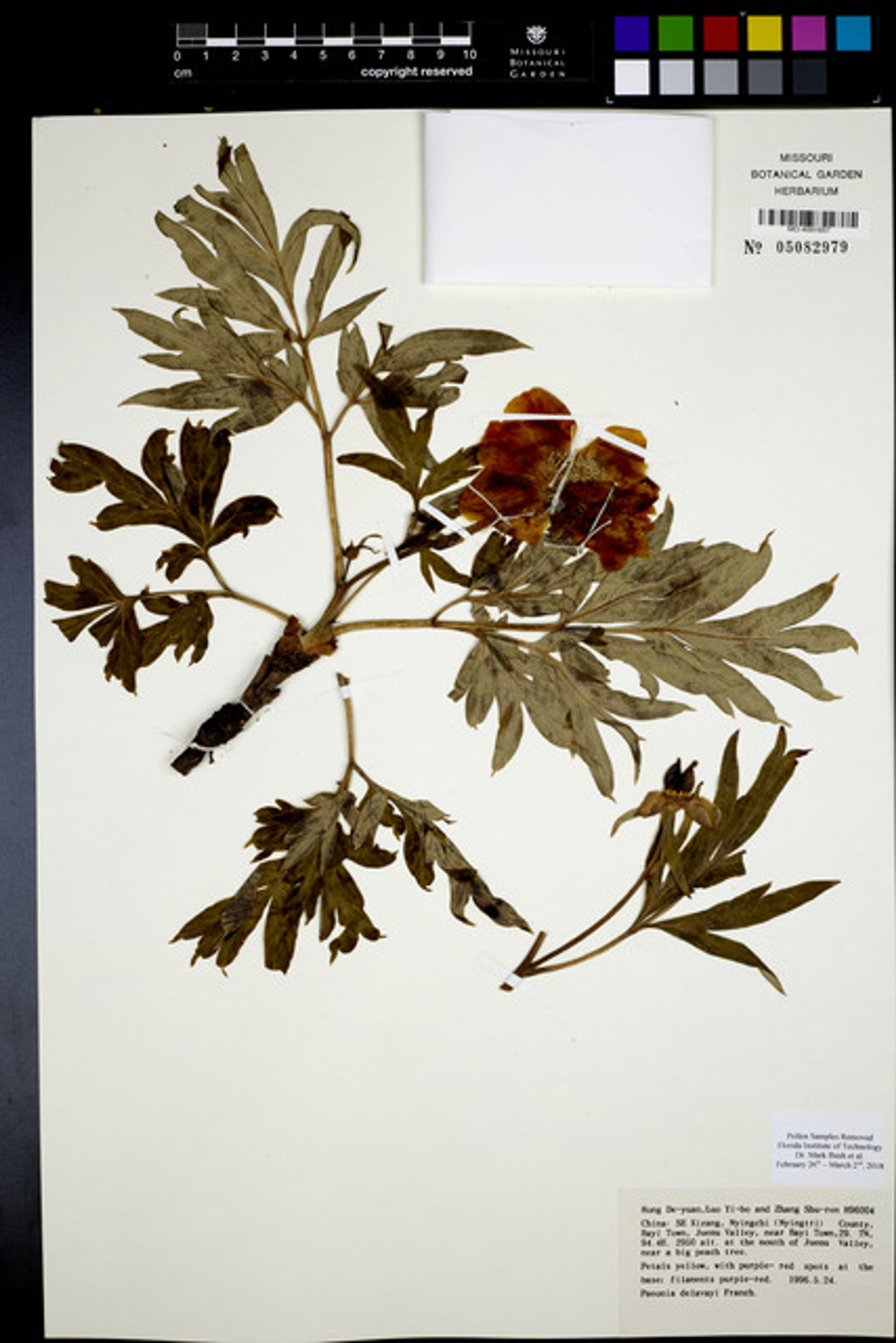 Paeonia delavayi - 94