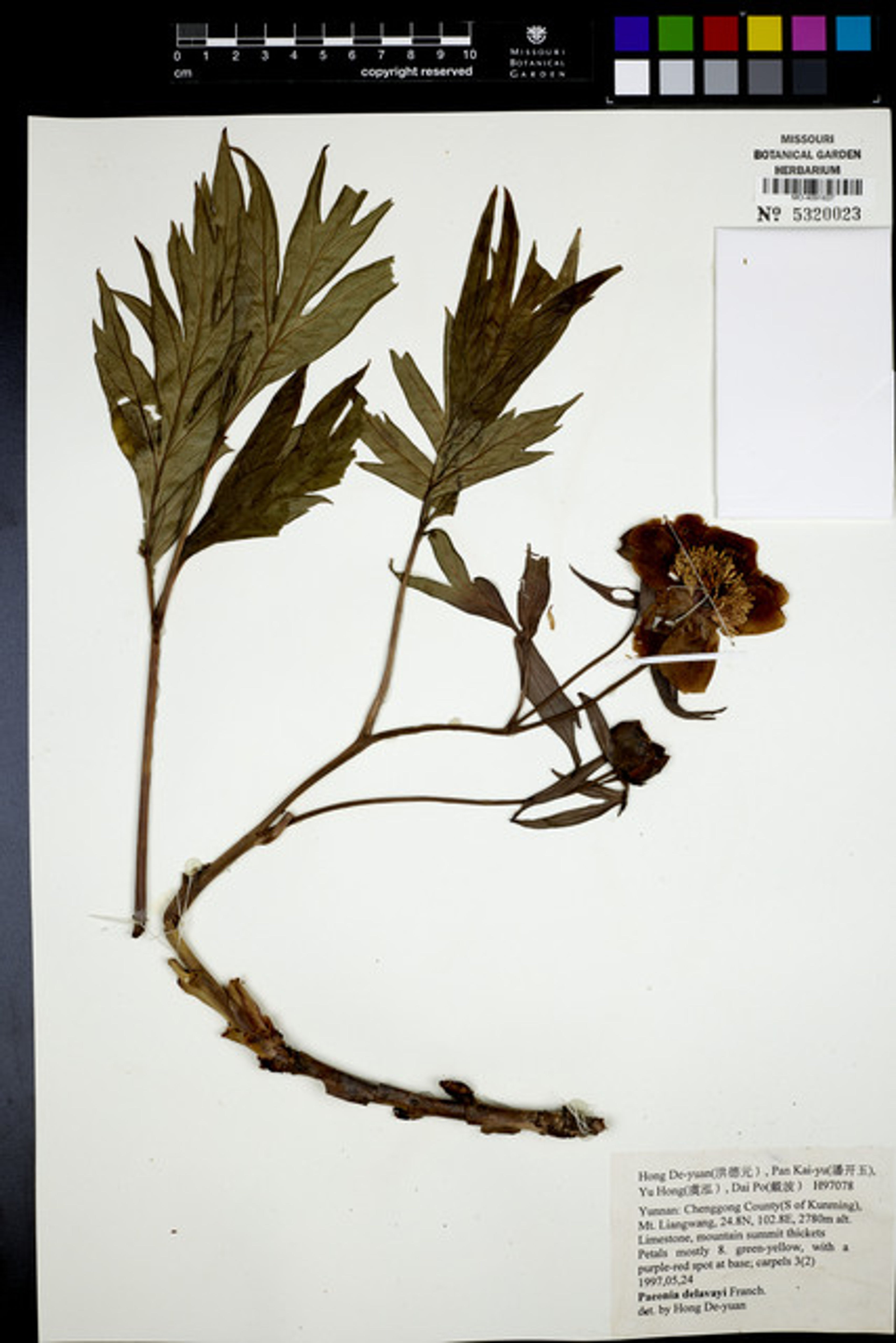 Paeonia delavayi - 2