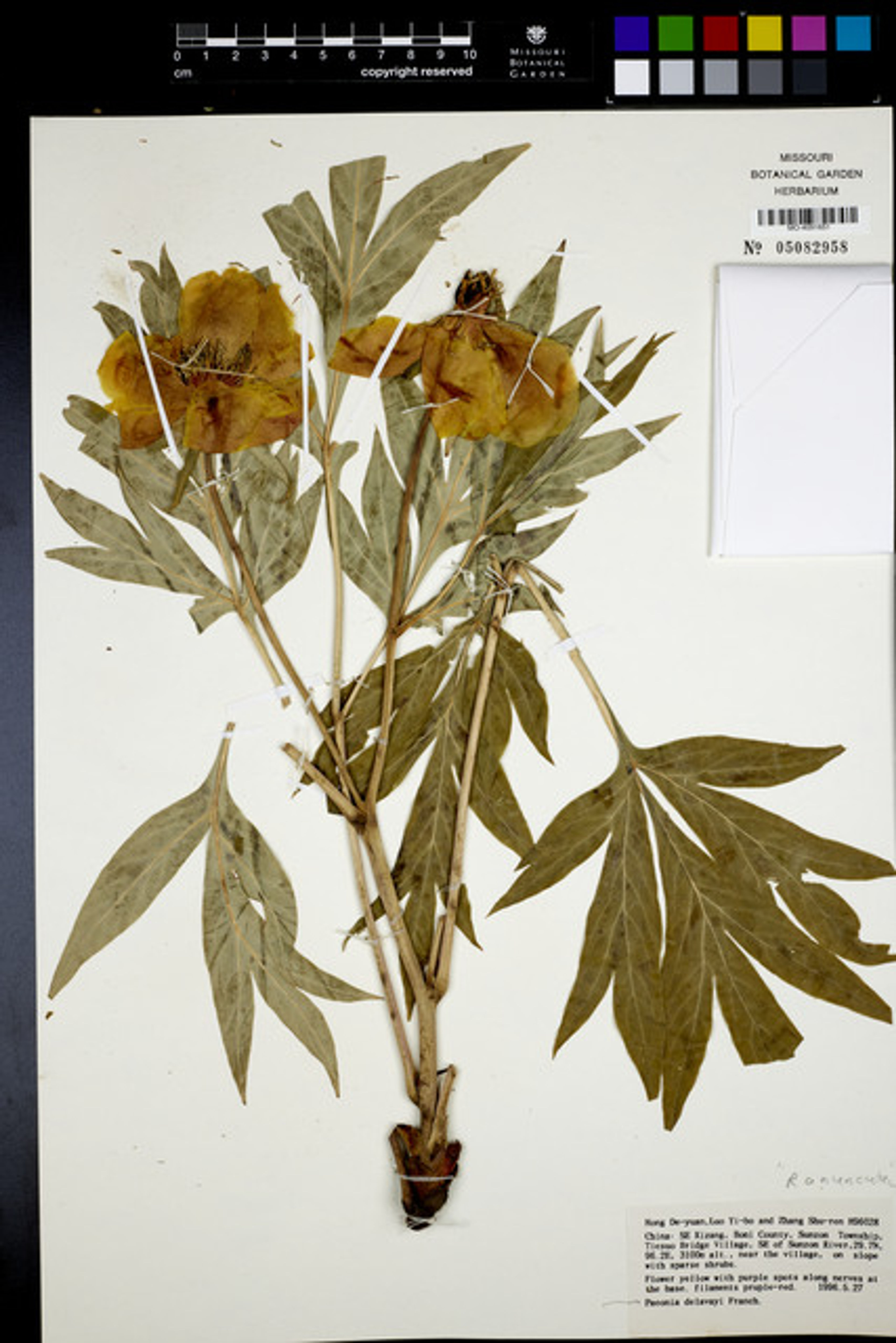 Paeonia delavayi - 50
