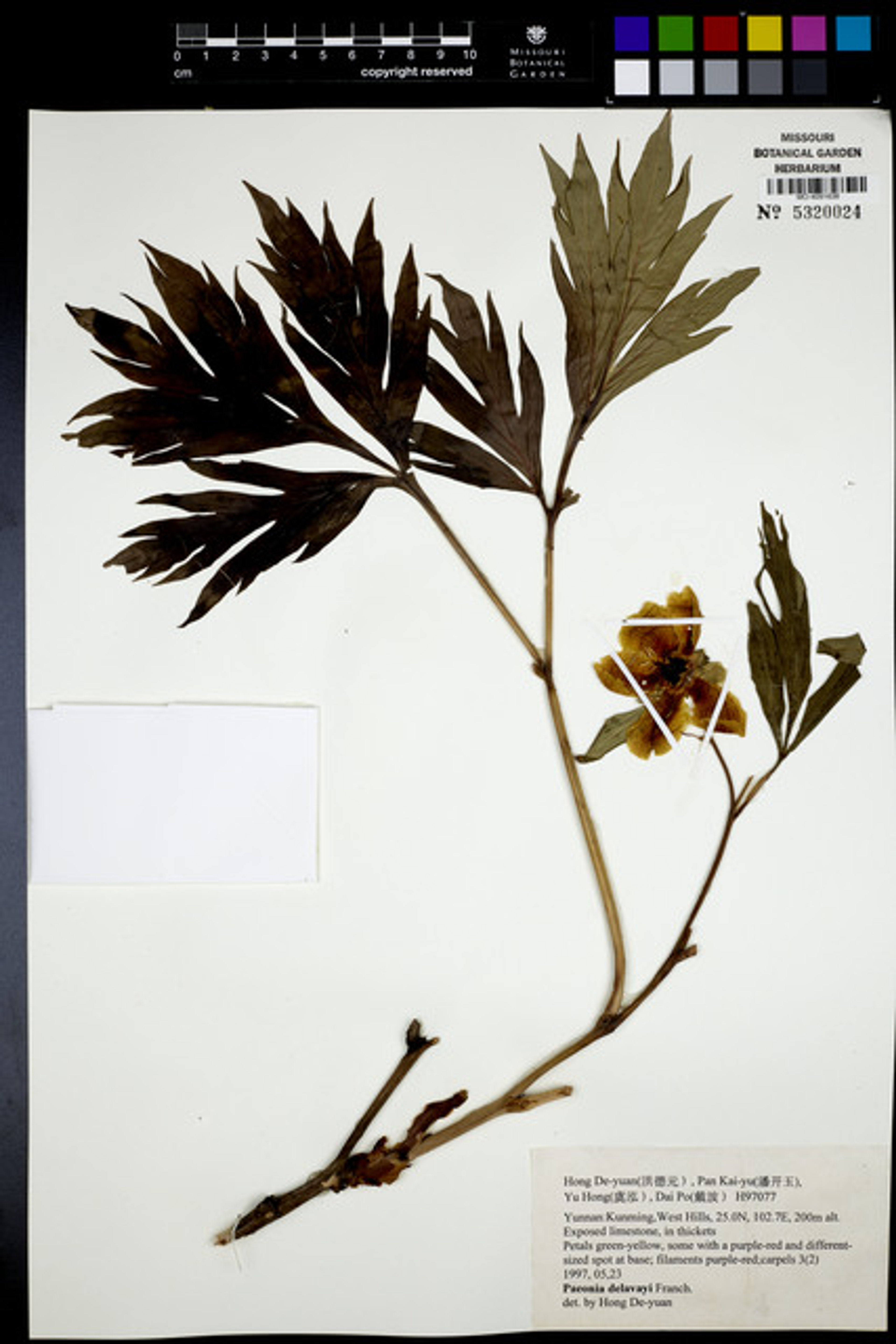 Paeonia delavayi - 41
