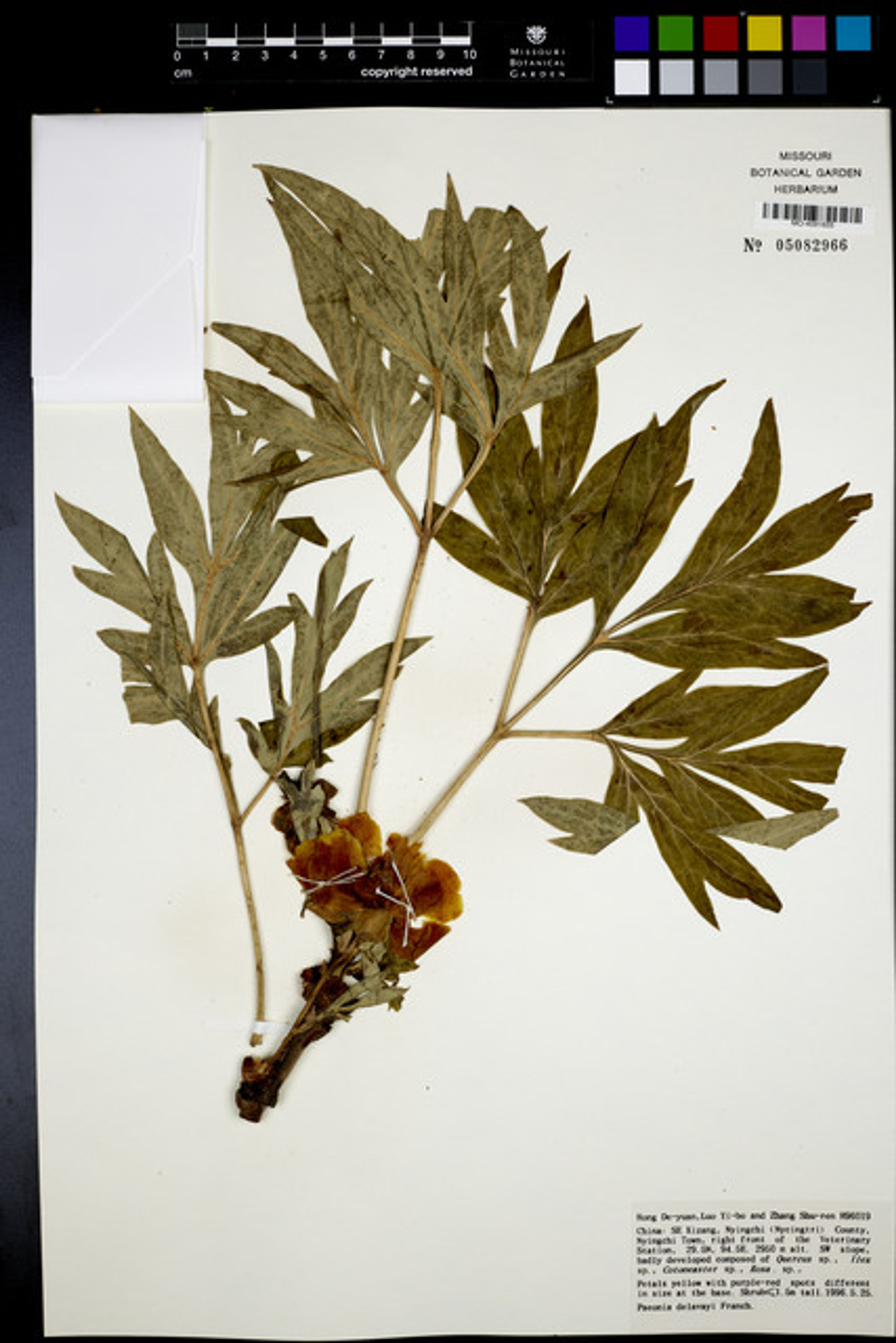 Paeonia delavayi - 77