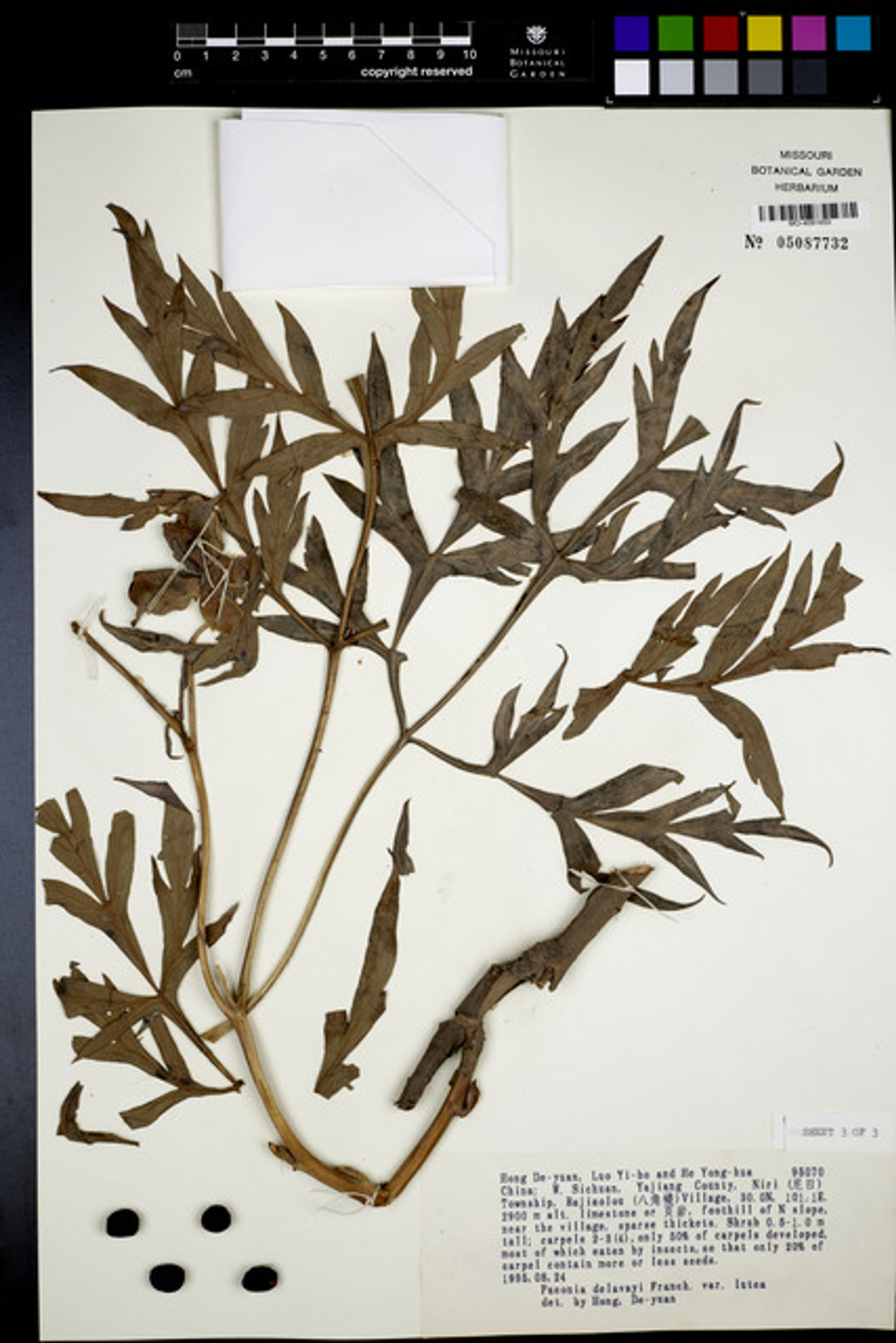 Paeonia delavayi - 17