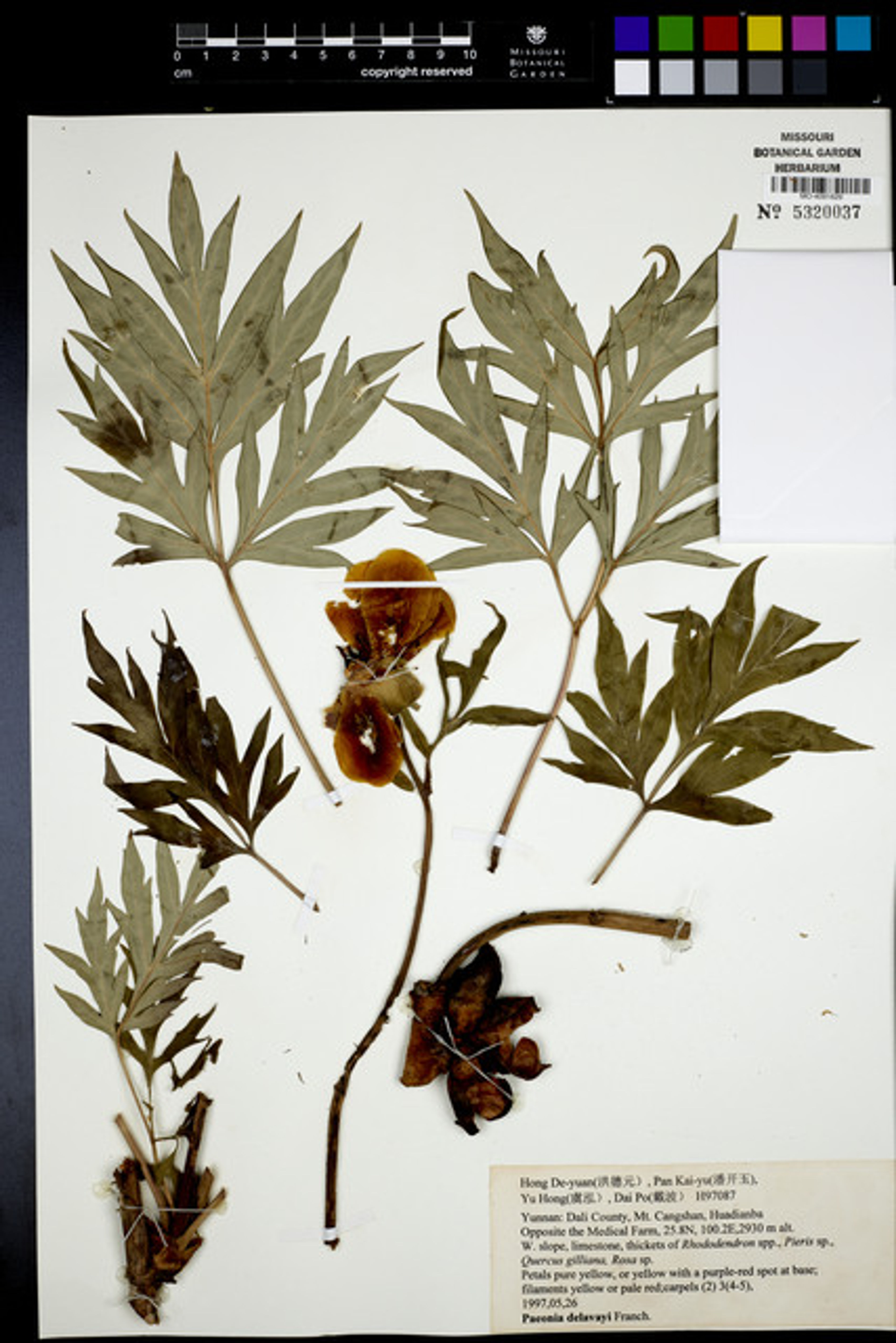 Paeonia delavayi - 76