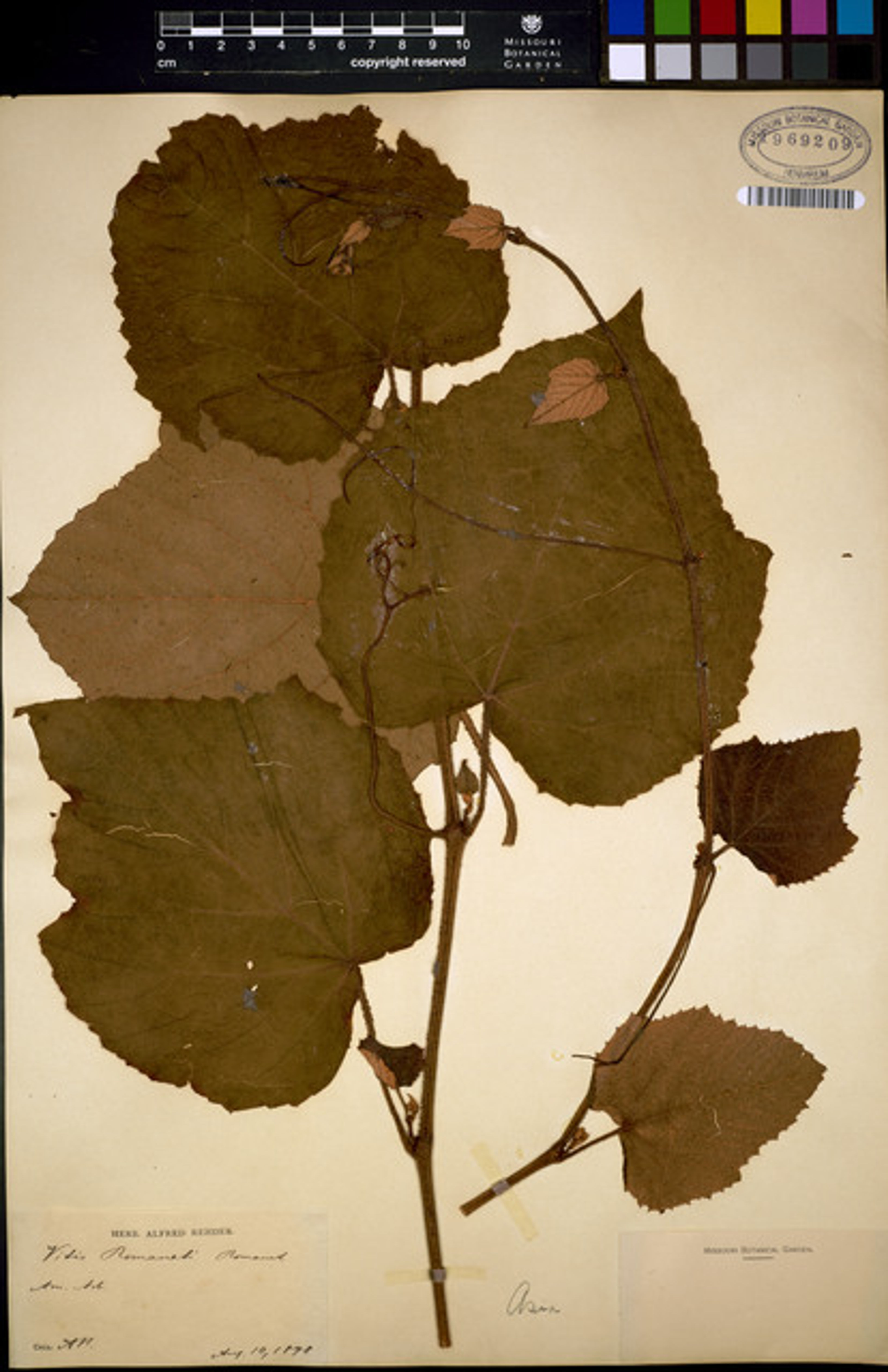 Vitis romanetii - 32