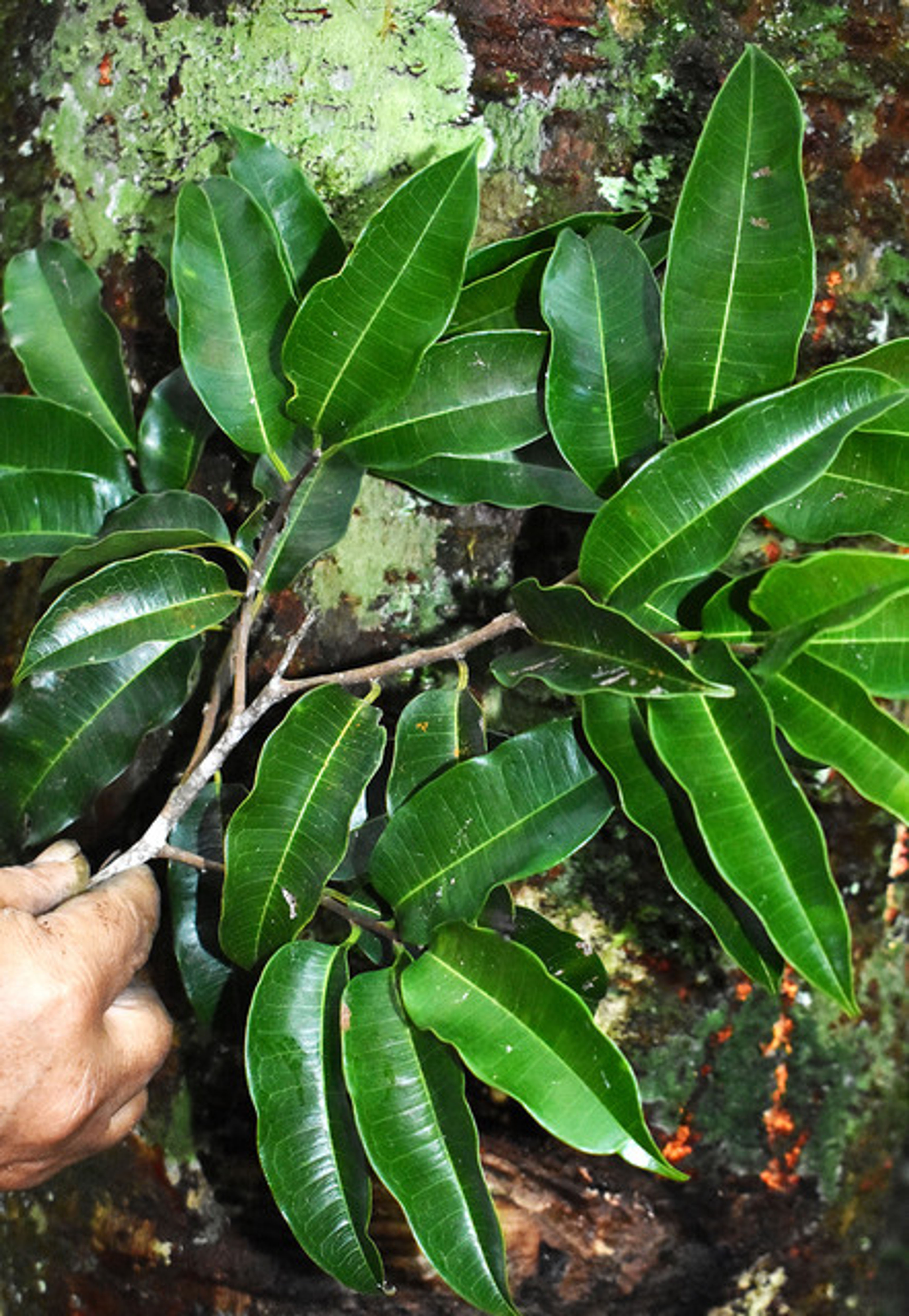 Clarisia racemosa - 106