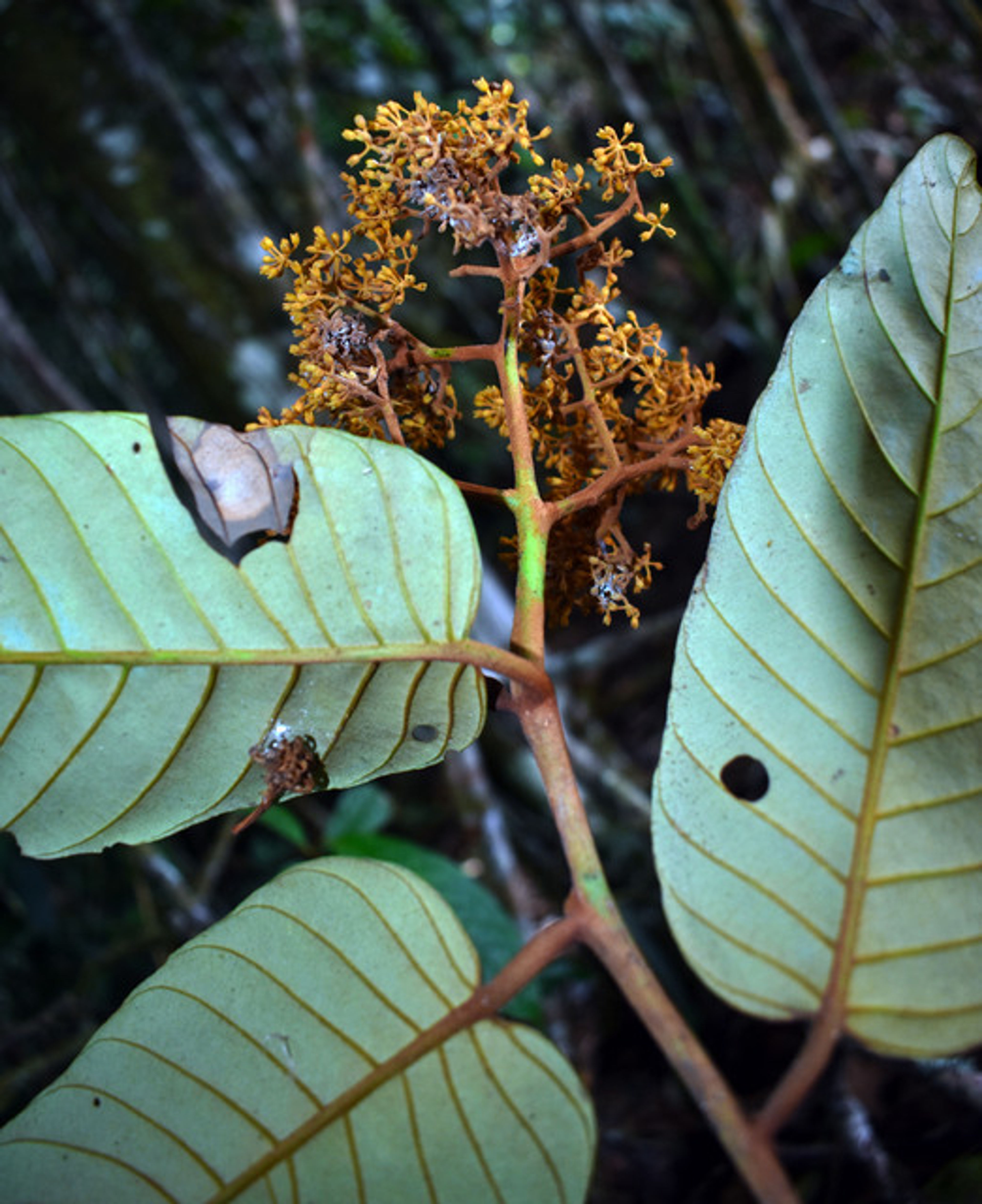 Virola sebifera - 287