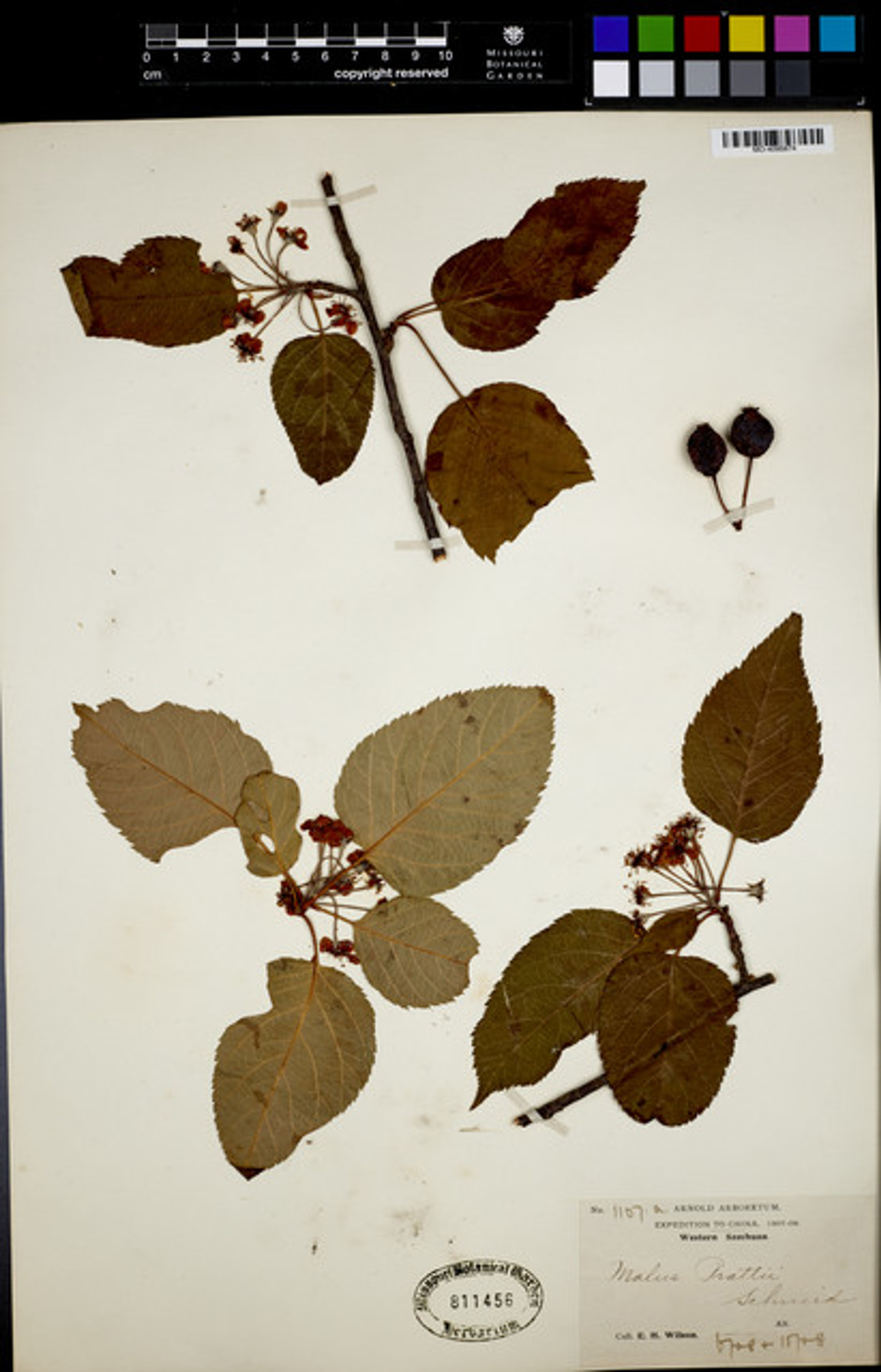 Malus prattii - 64