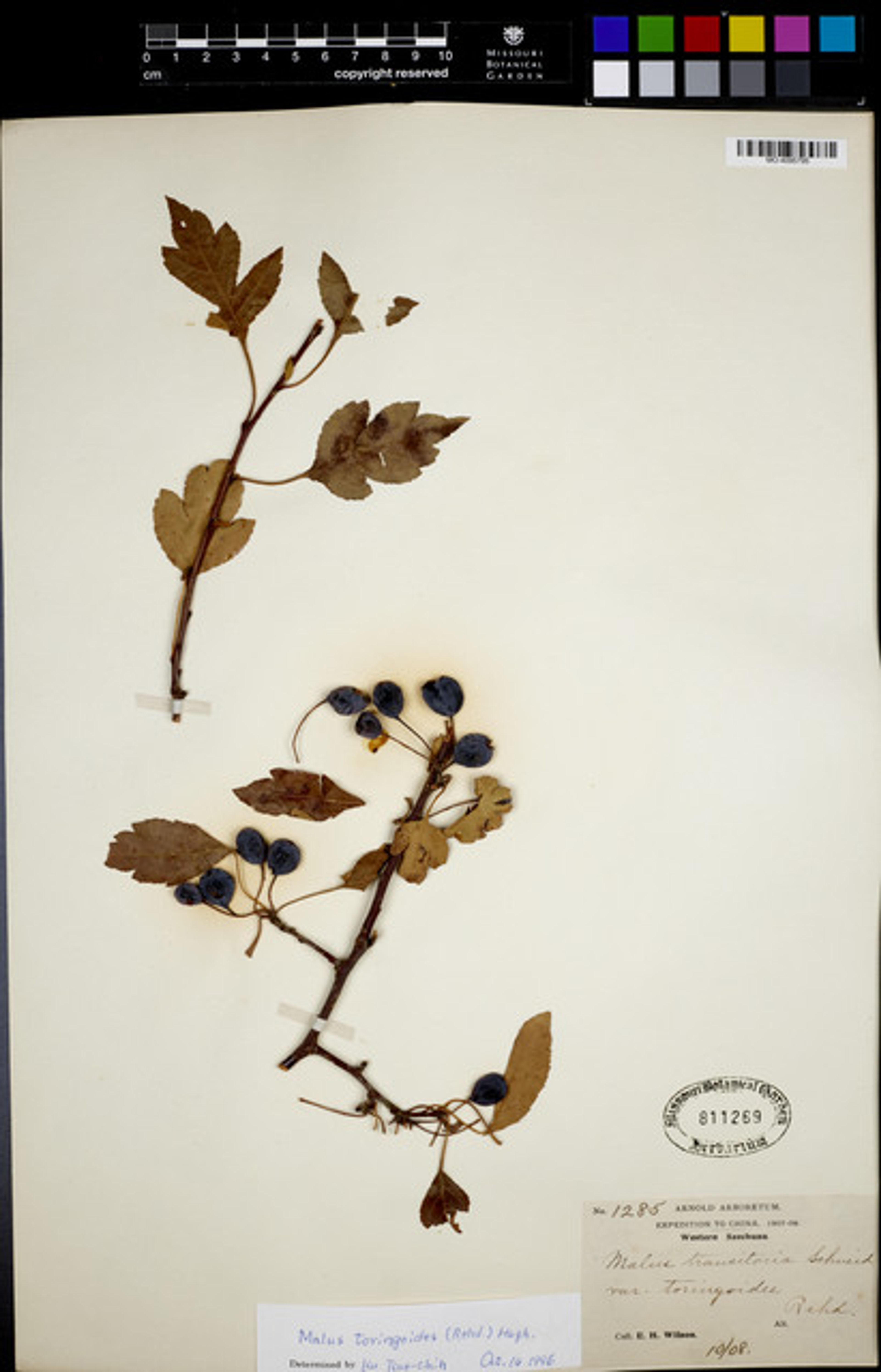 Malus toringo - 7