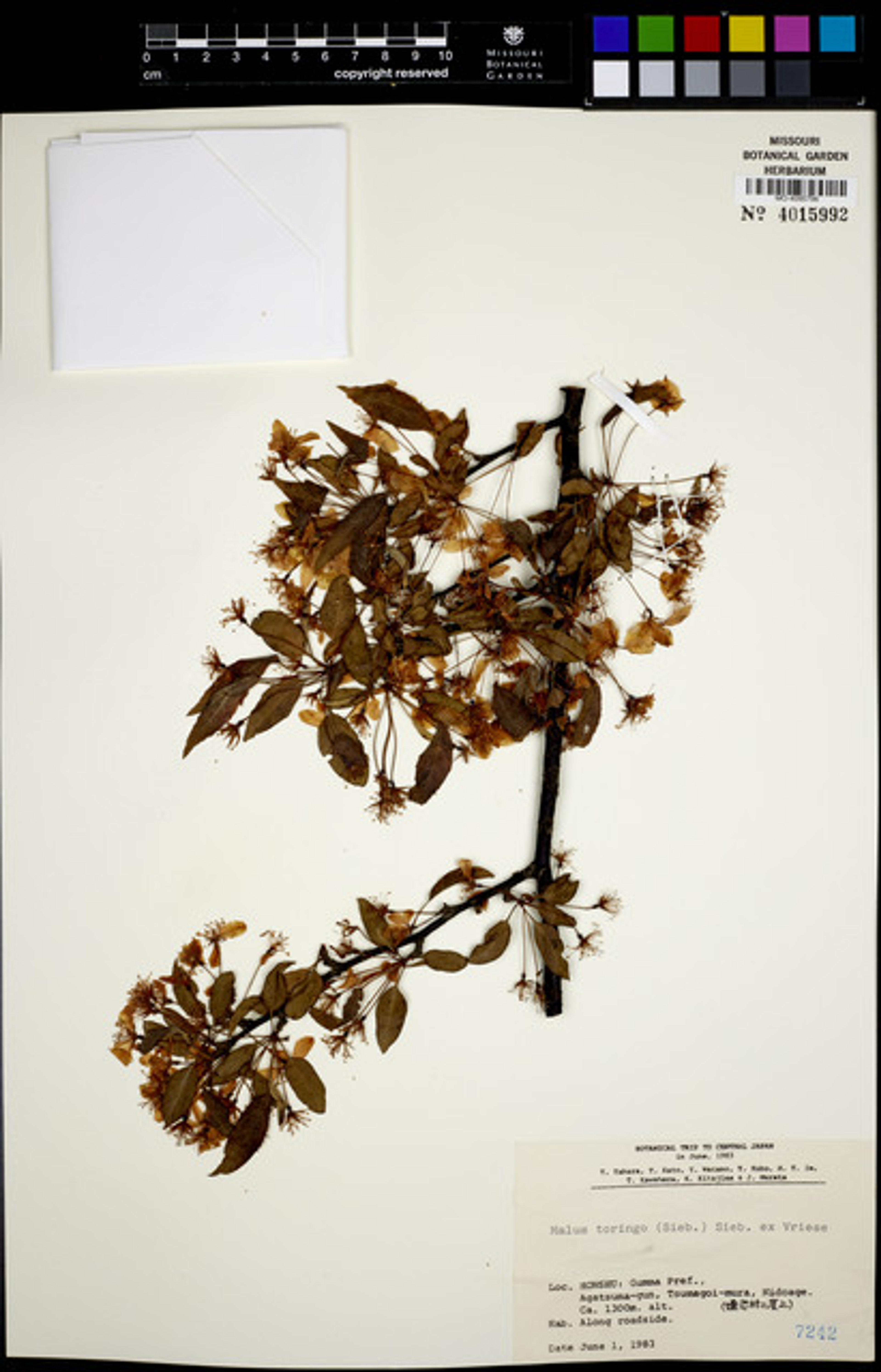 Malus toringo - 19