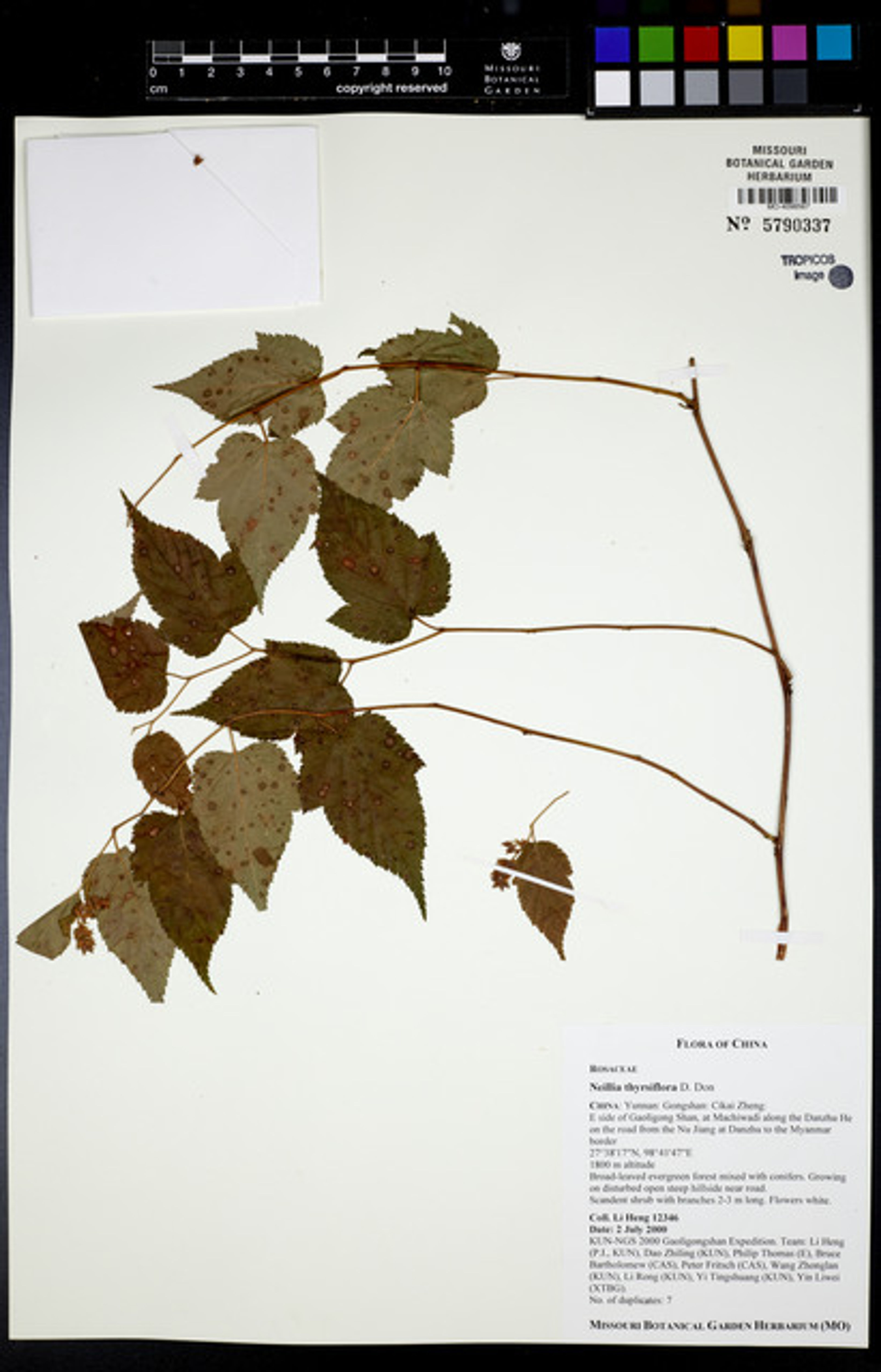 Neillia thyrsiflora - 37