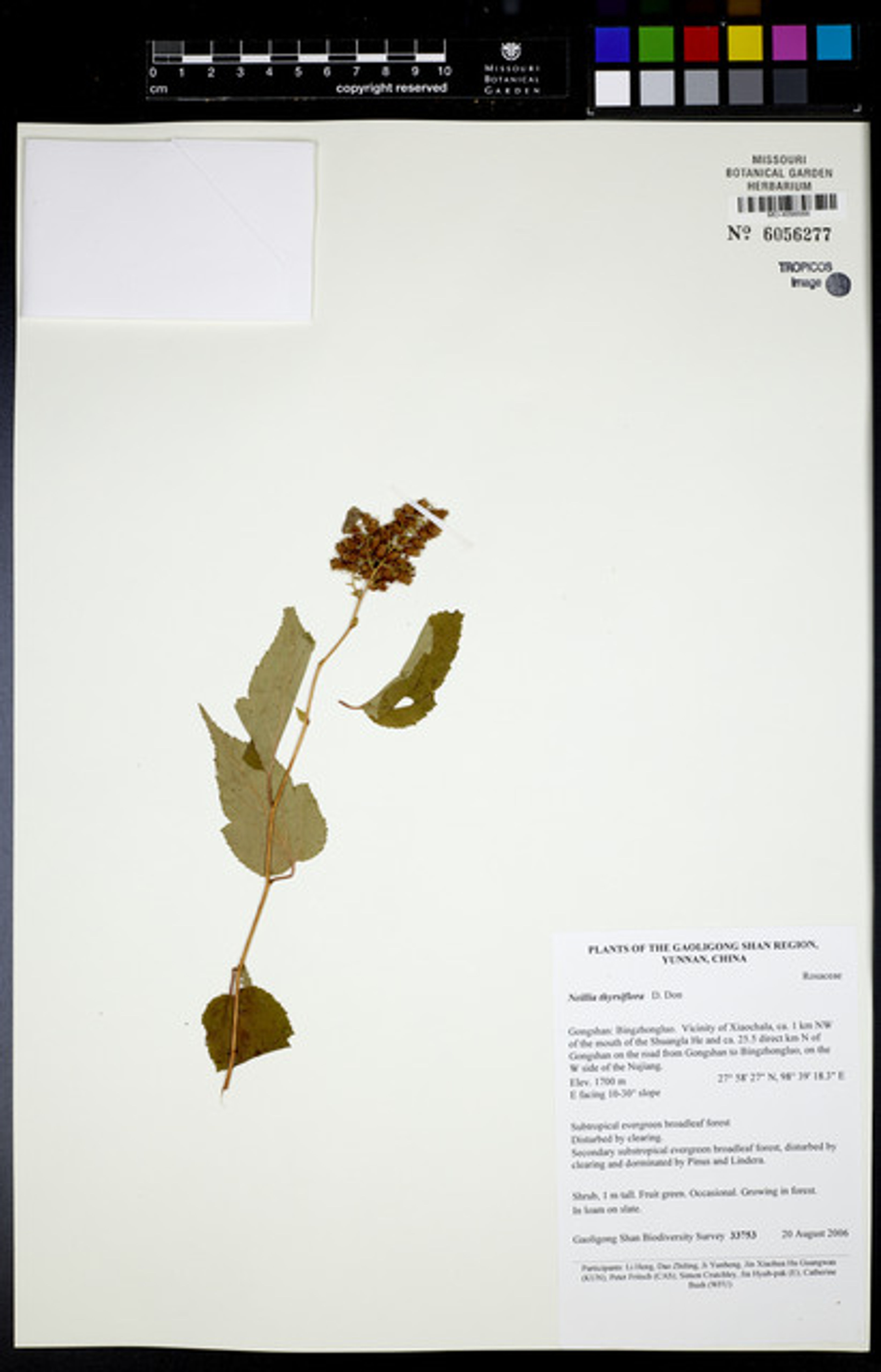 Neillia thyrsiflora - 1
