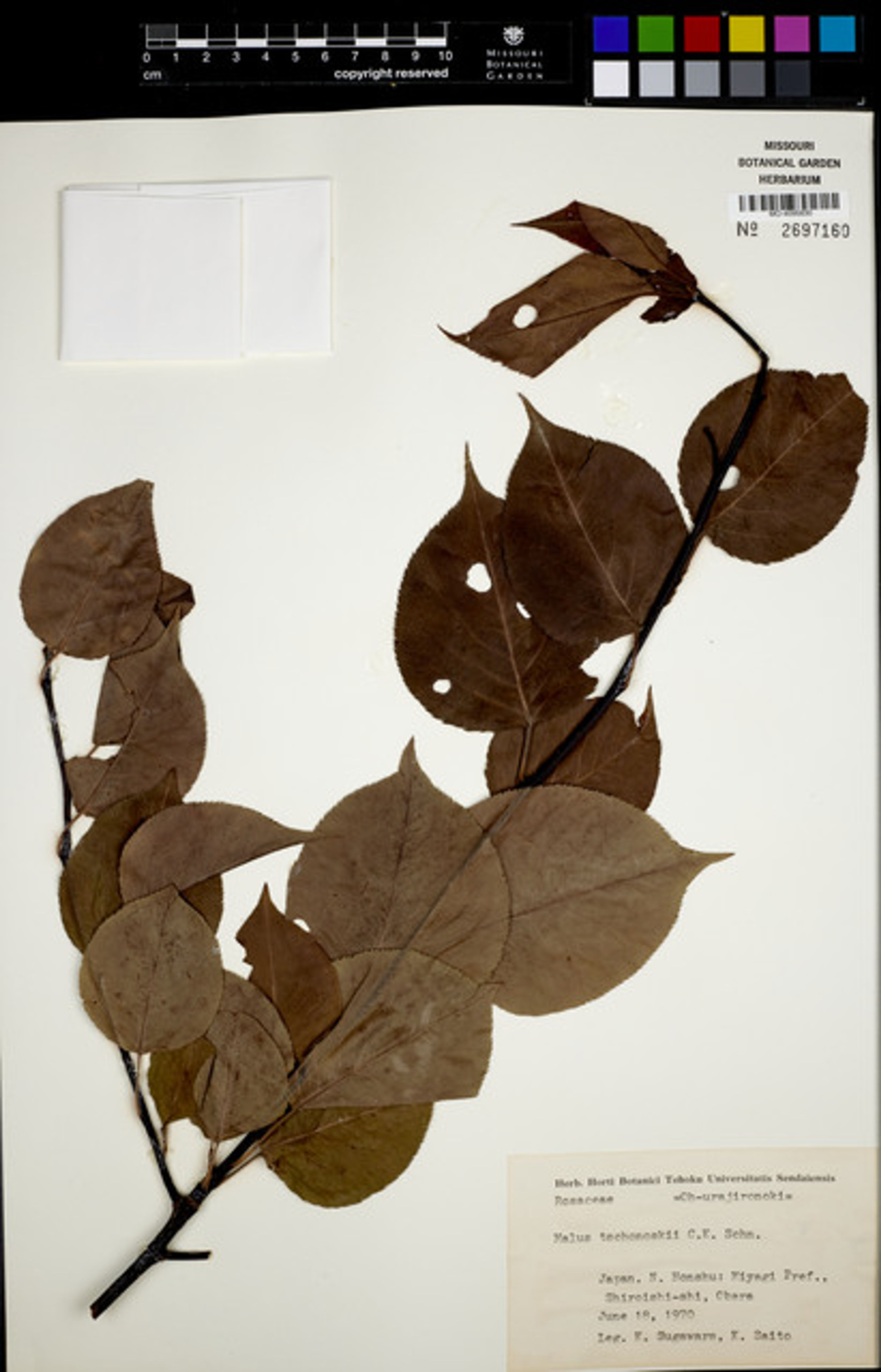 Malus tschonoskii - 39