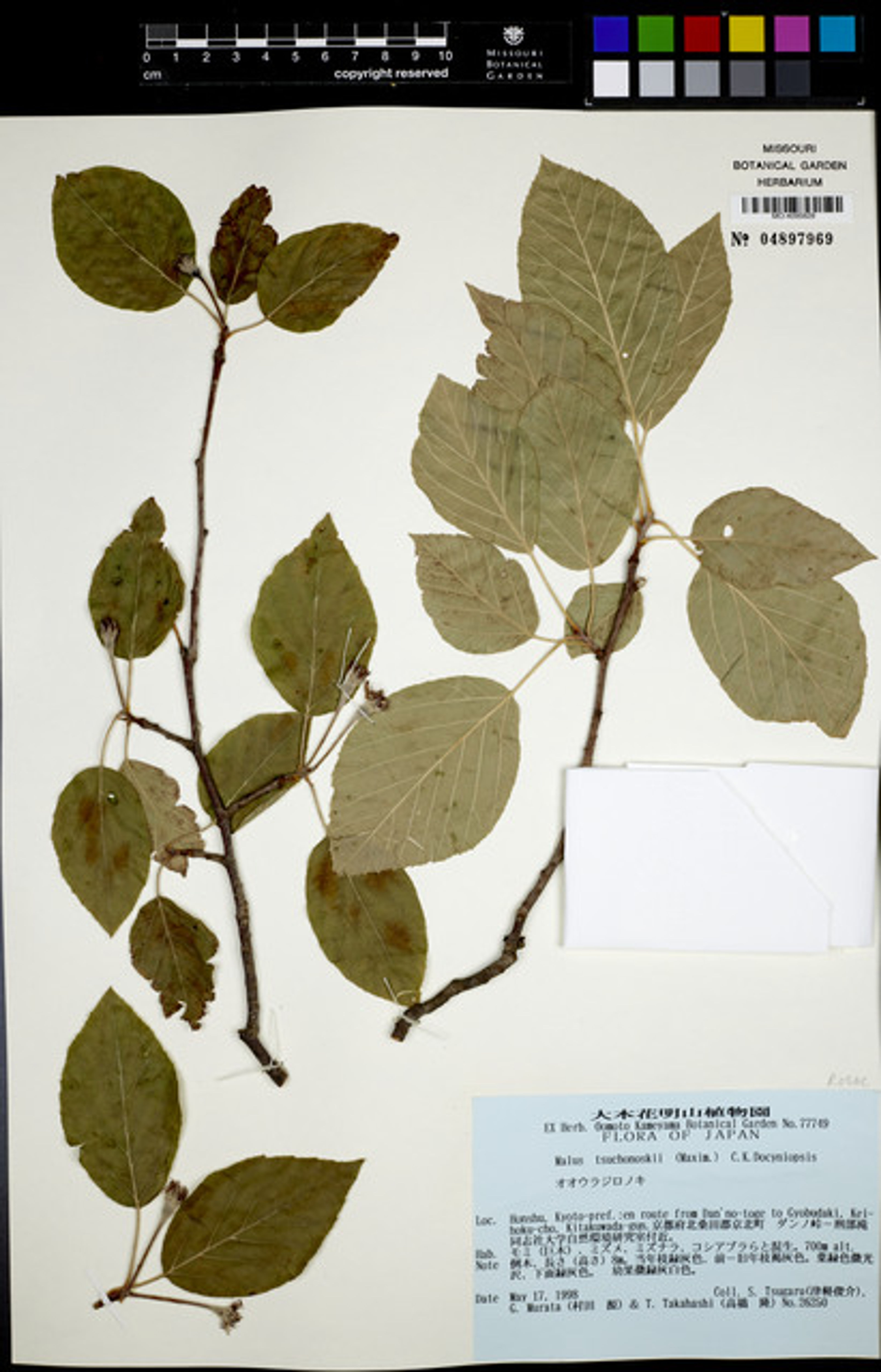Malus tschonoskii - 2