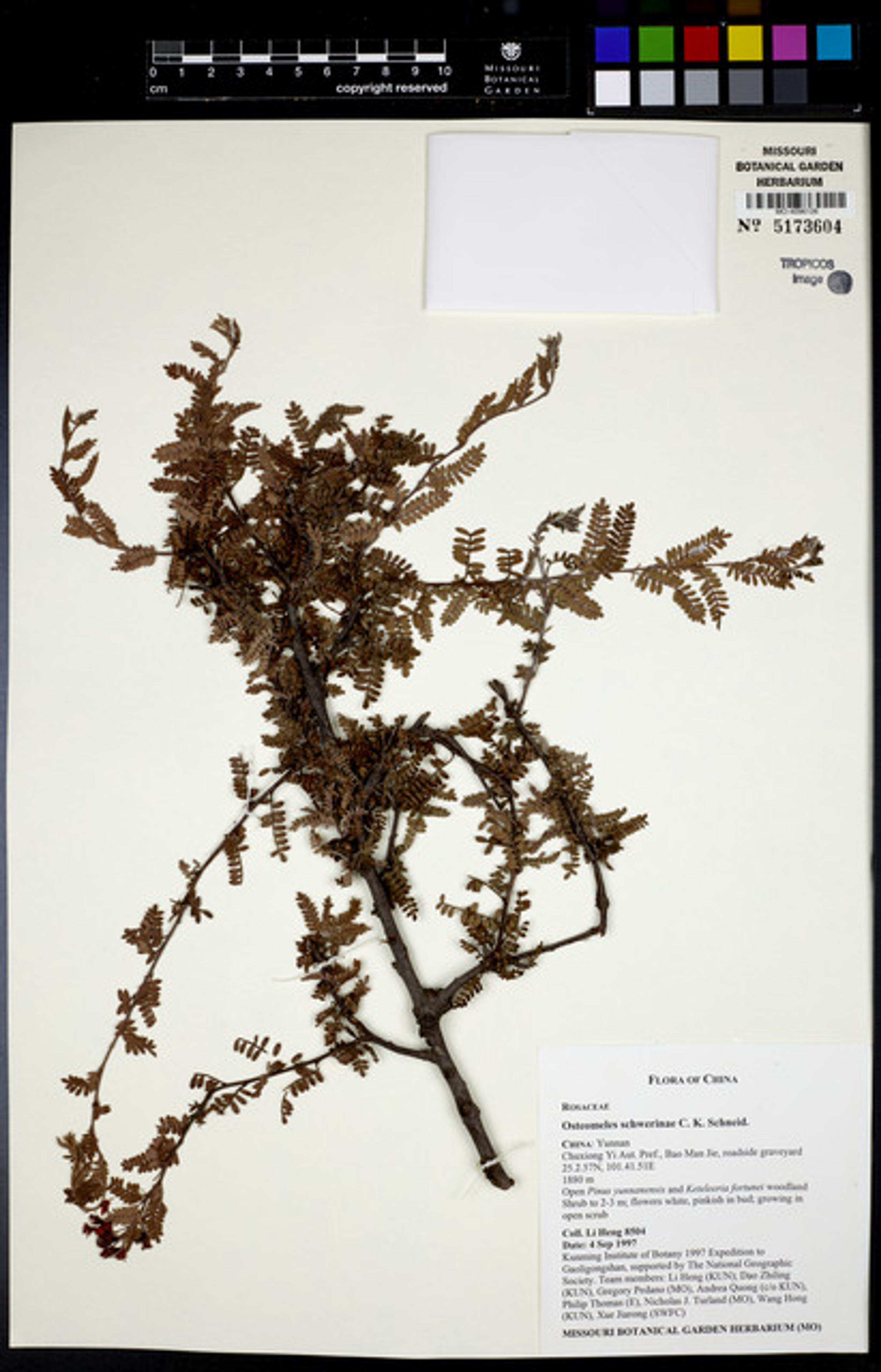 Osteomeles schwerinae - 61