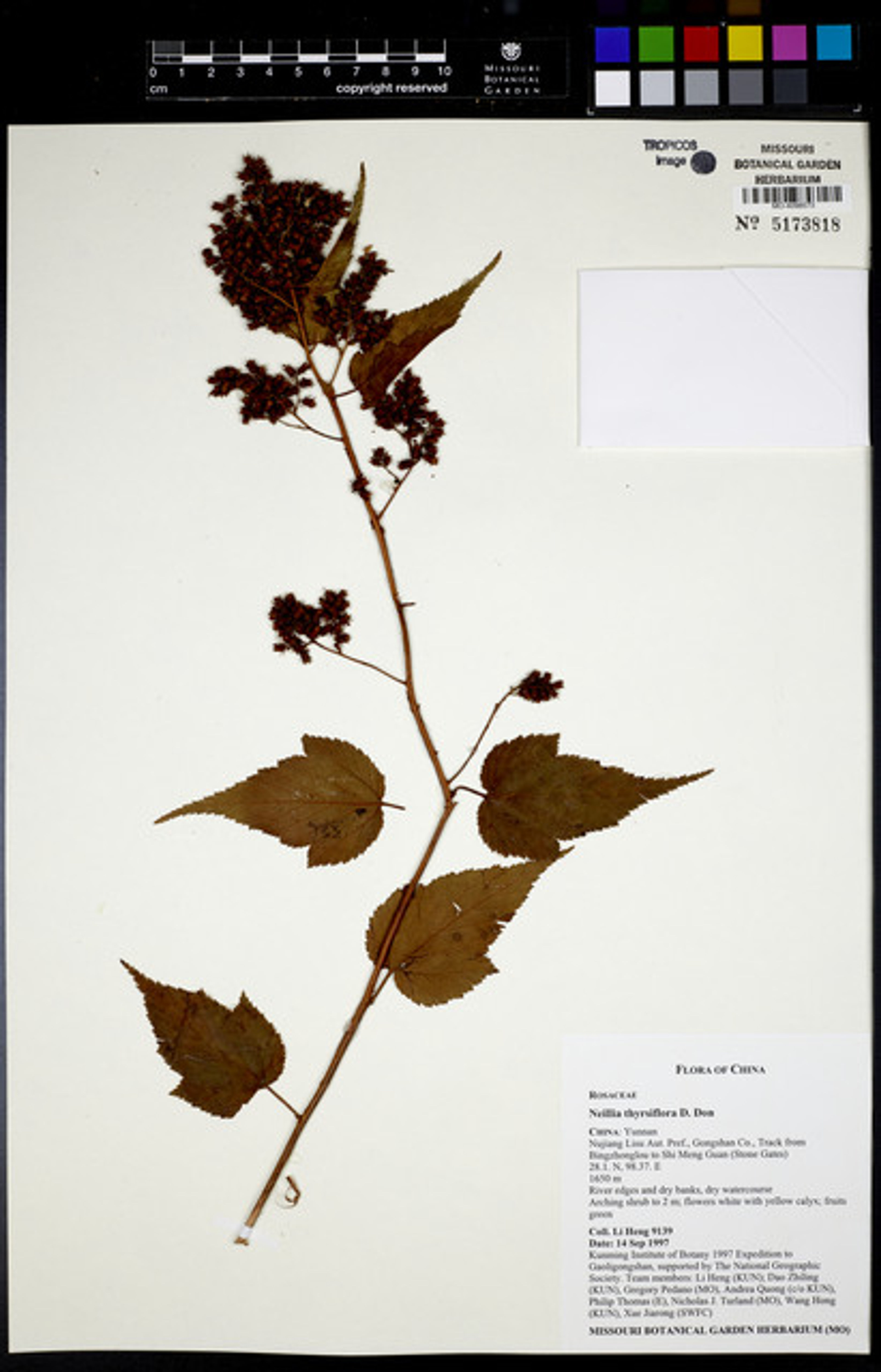 Neillia thyrsiflora - 32