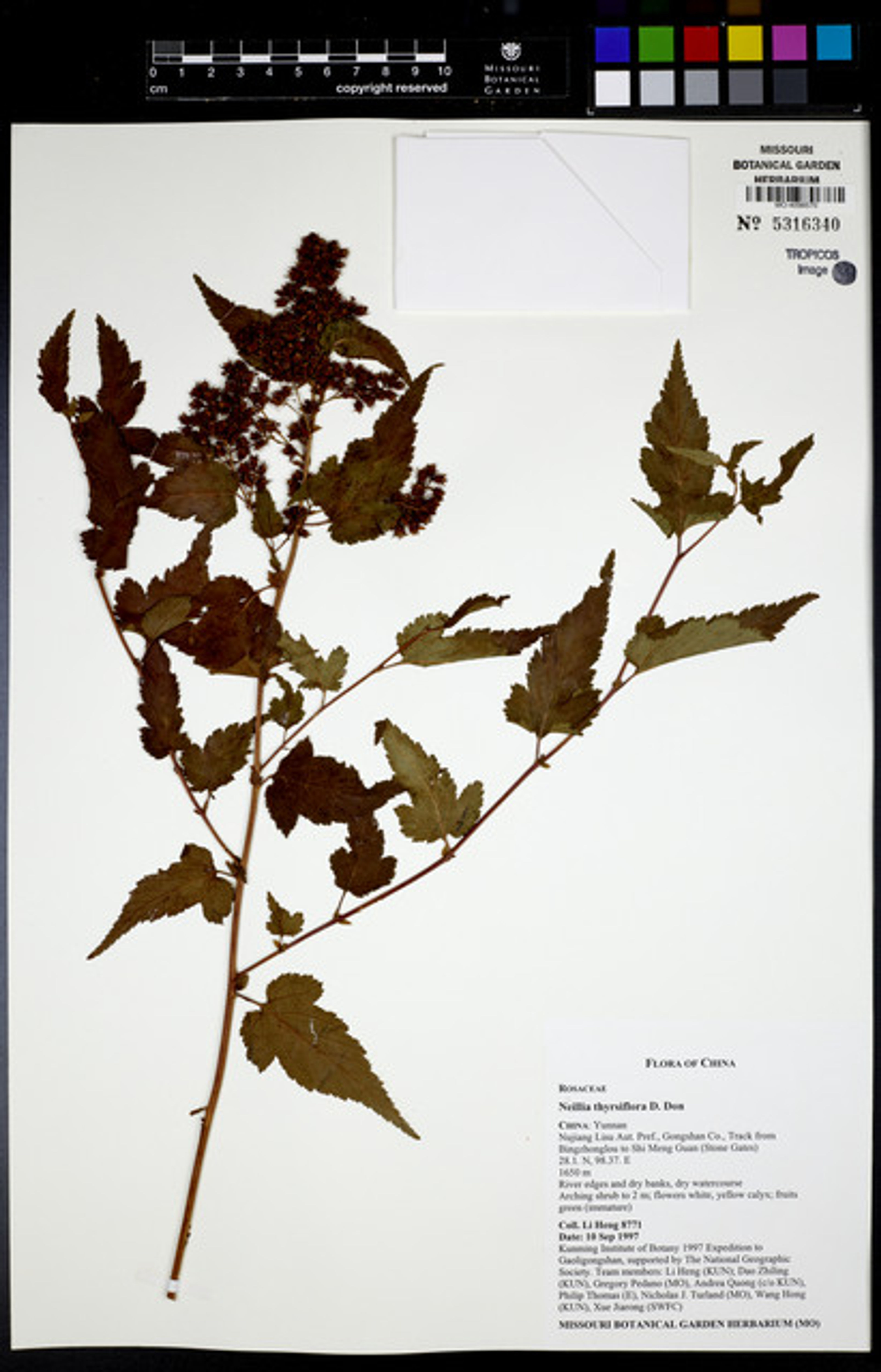Neillia thyrsiflora - 34