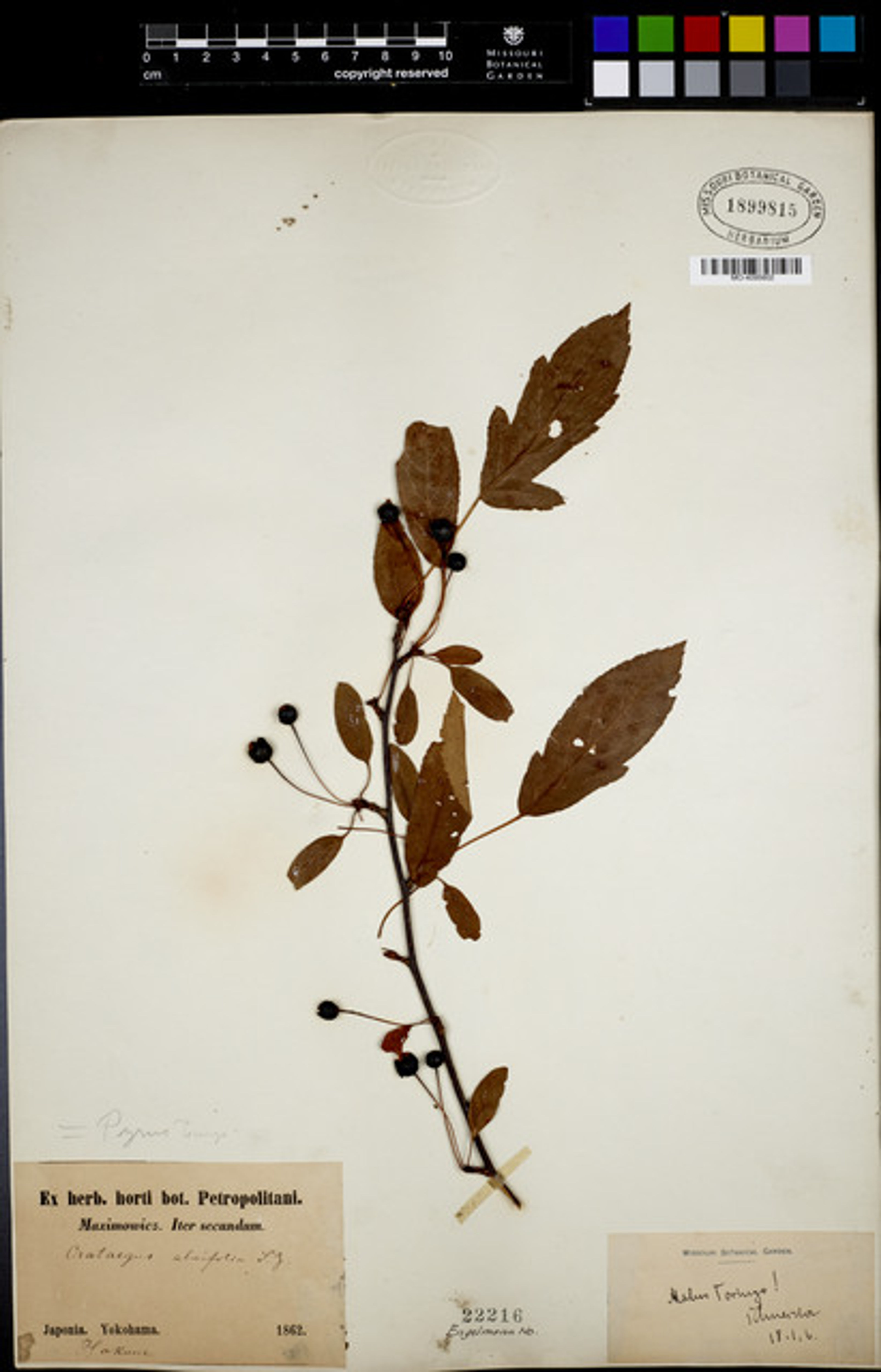 Malus toringo - 2