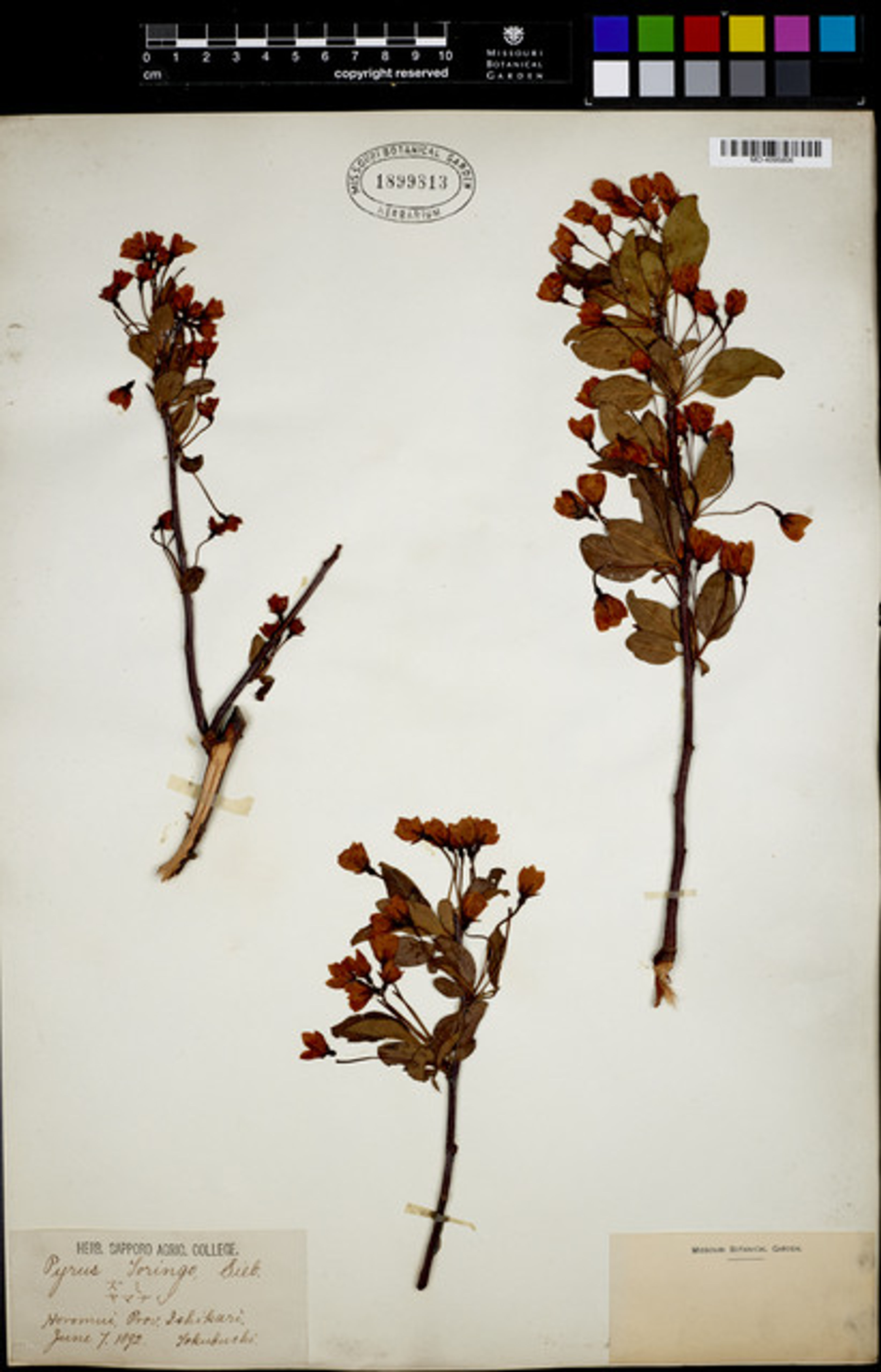 Malus toringo - 1