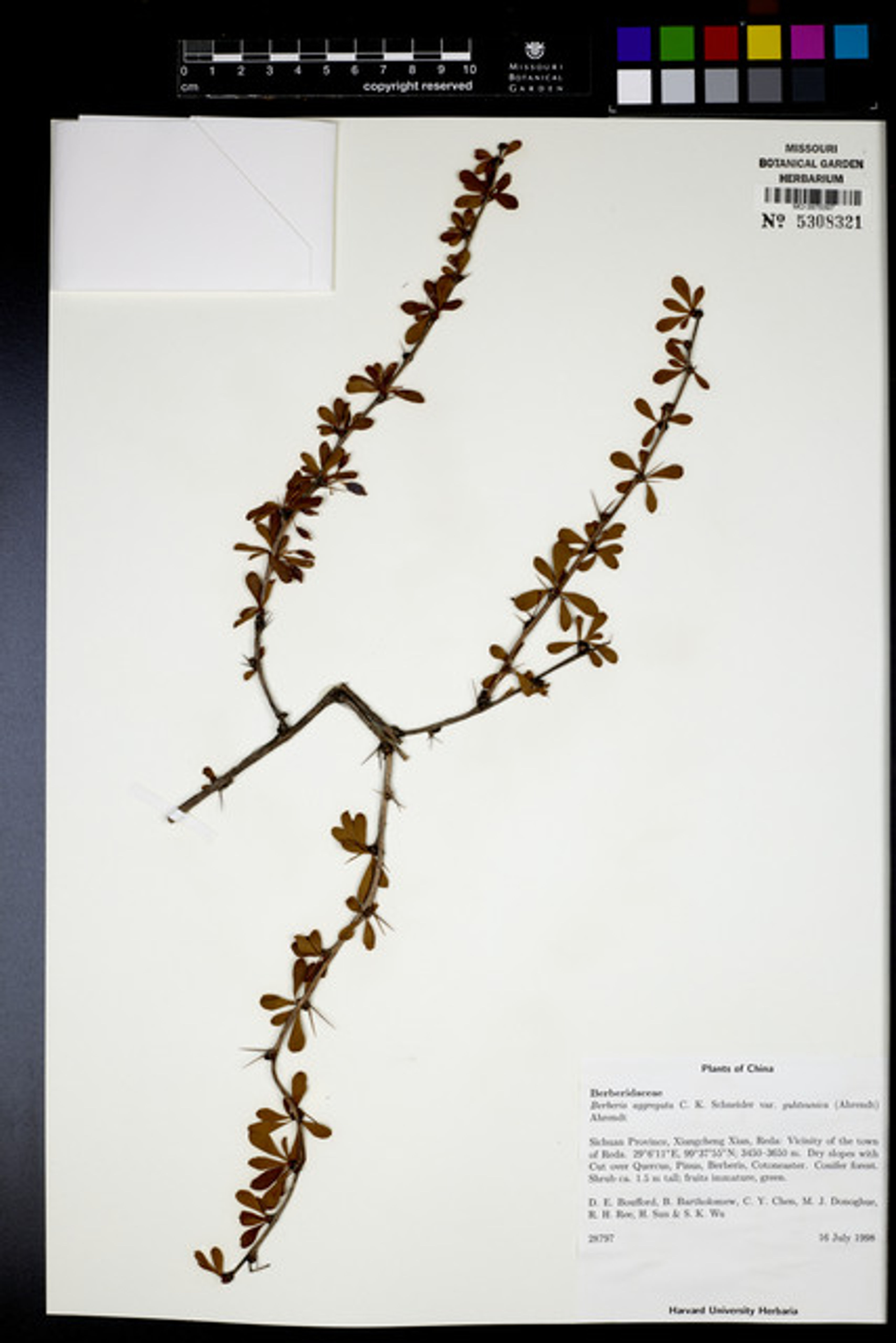 Berberis aggregata - 36