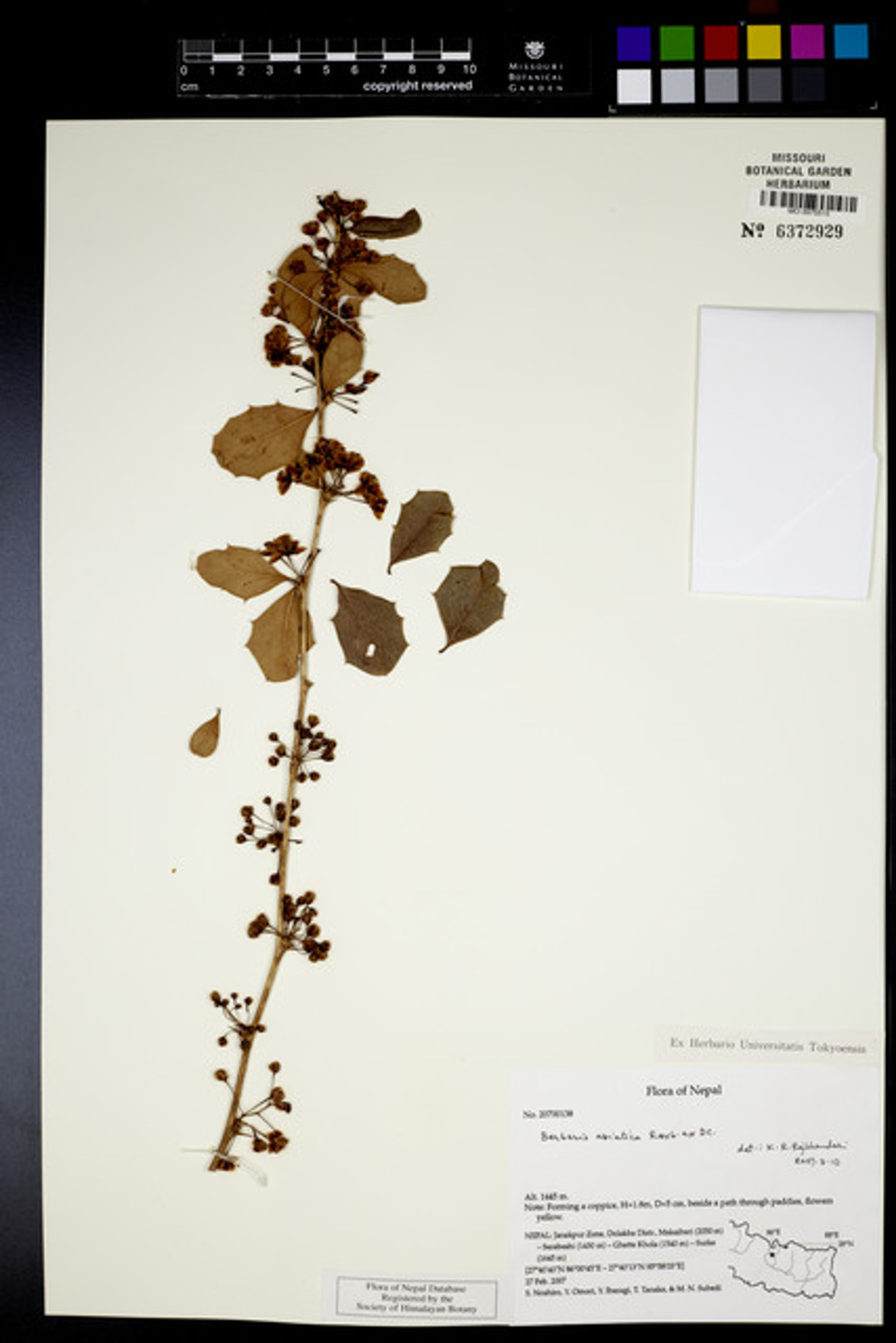 Berberis asiatica - 51