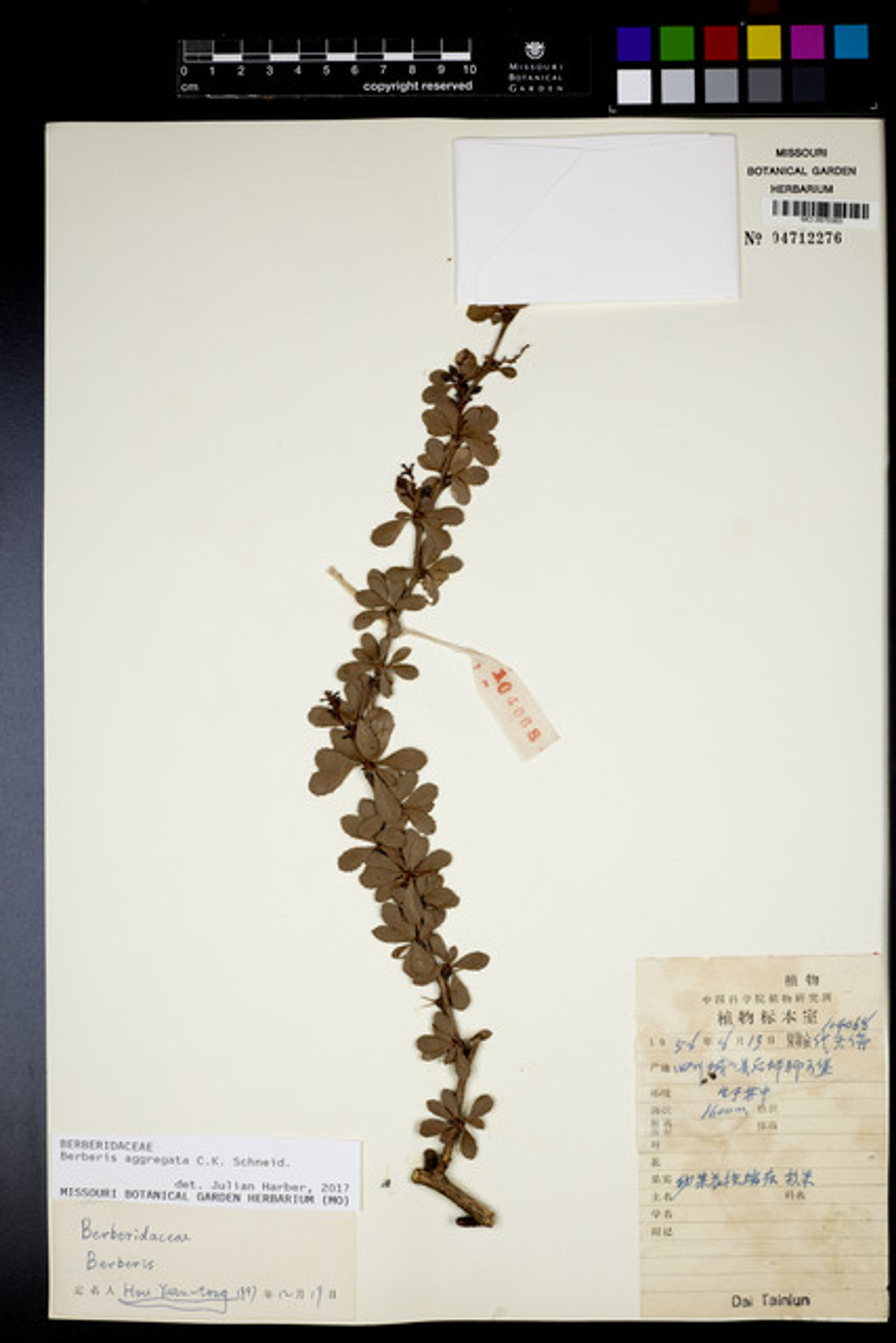 Berberis aggregata - 22