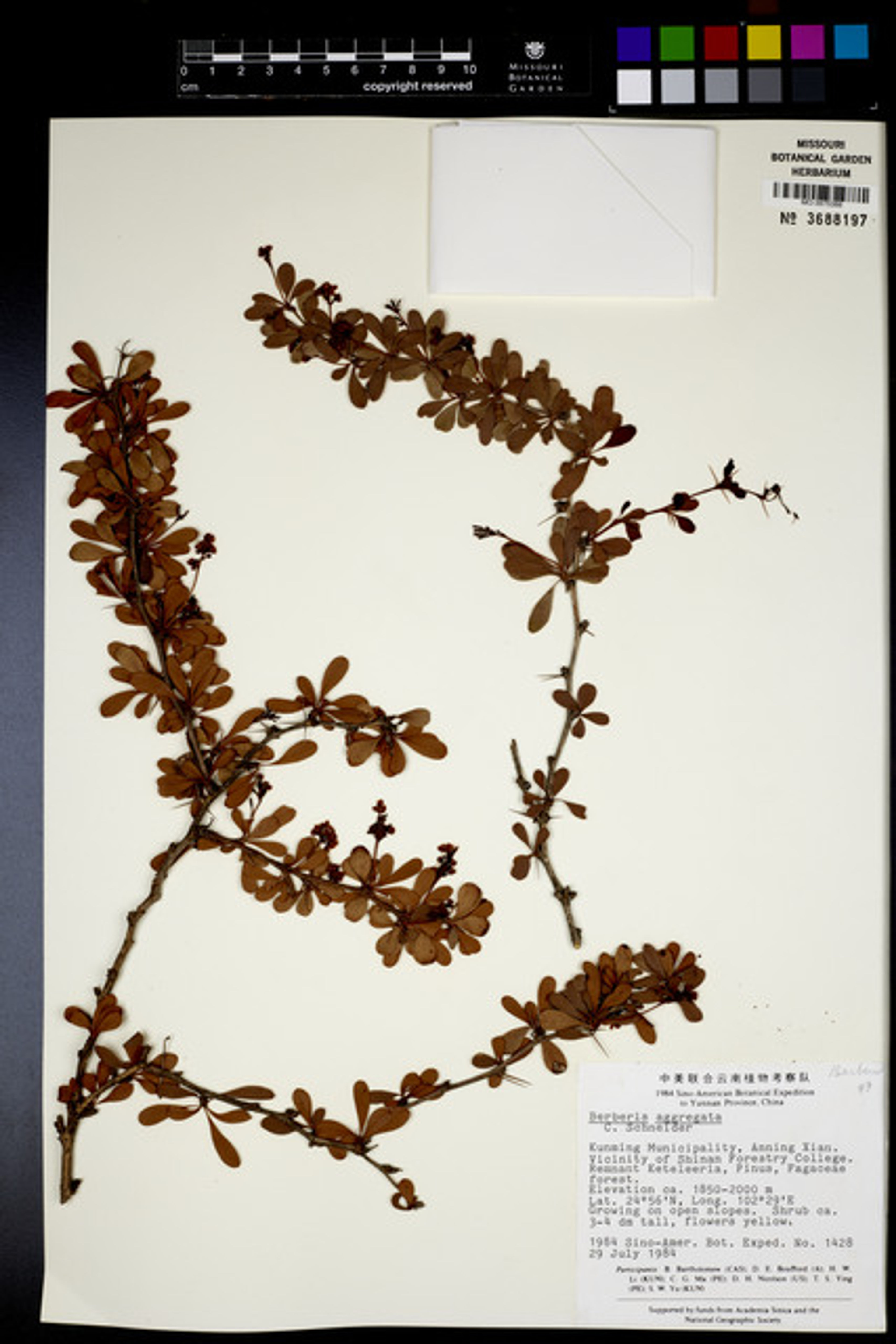 Berberis aggregata - 7