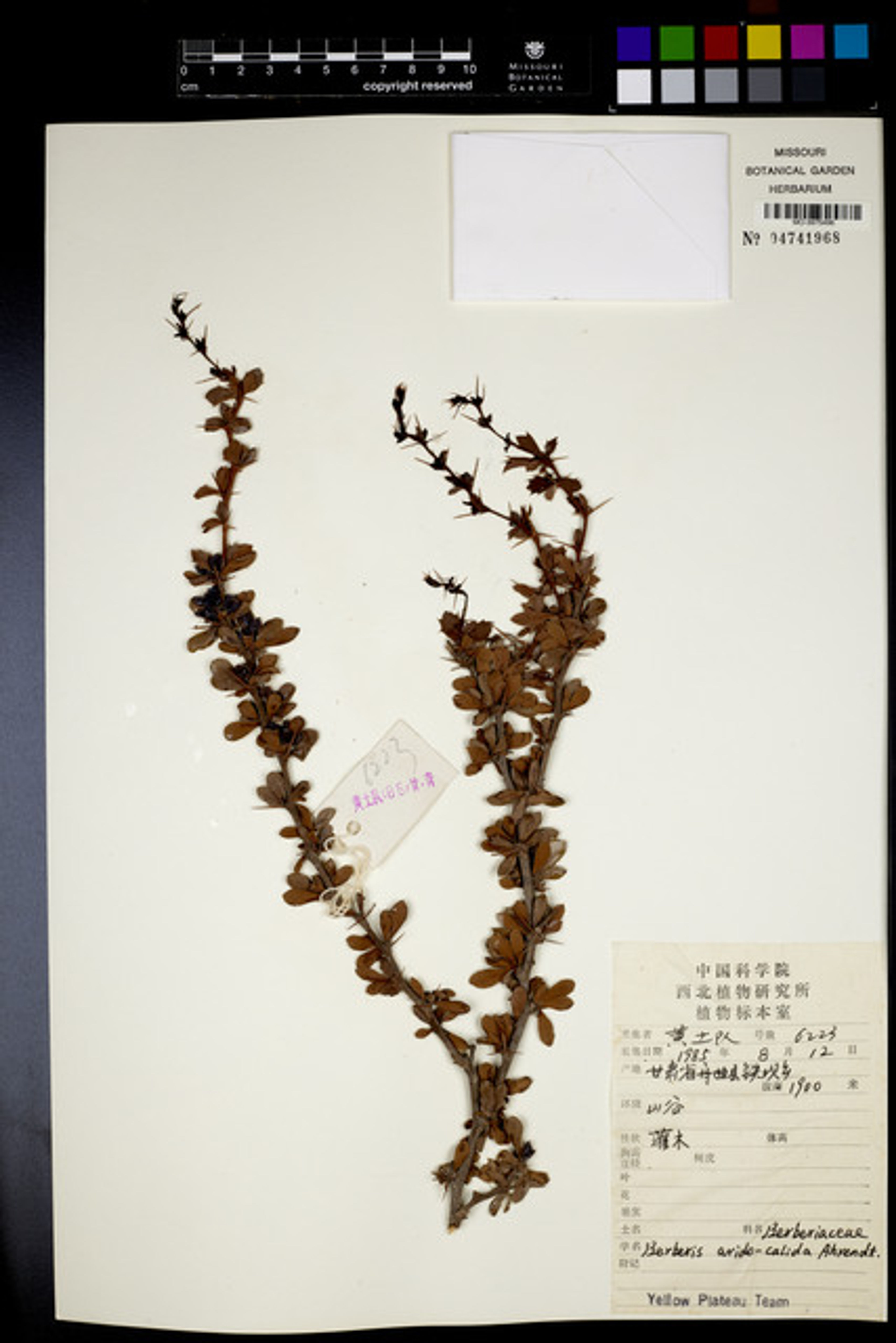 Berberis aggregata - 14