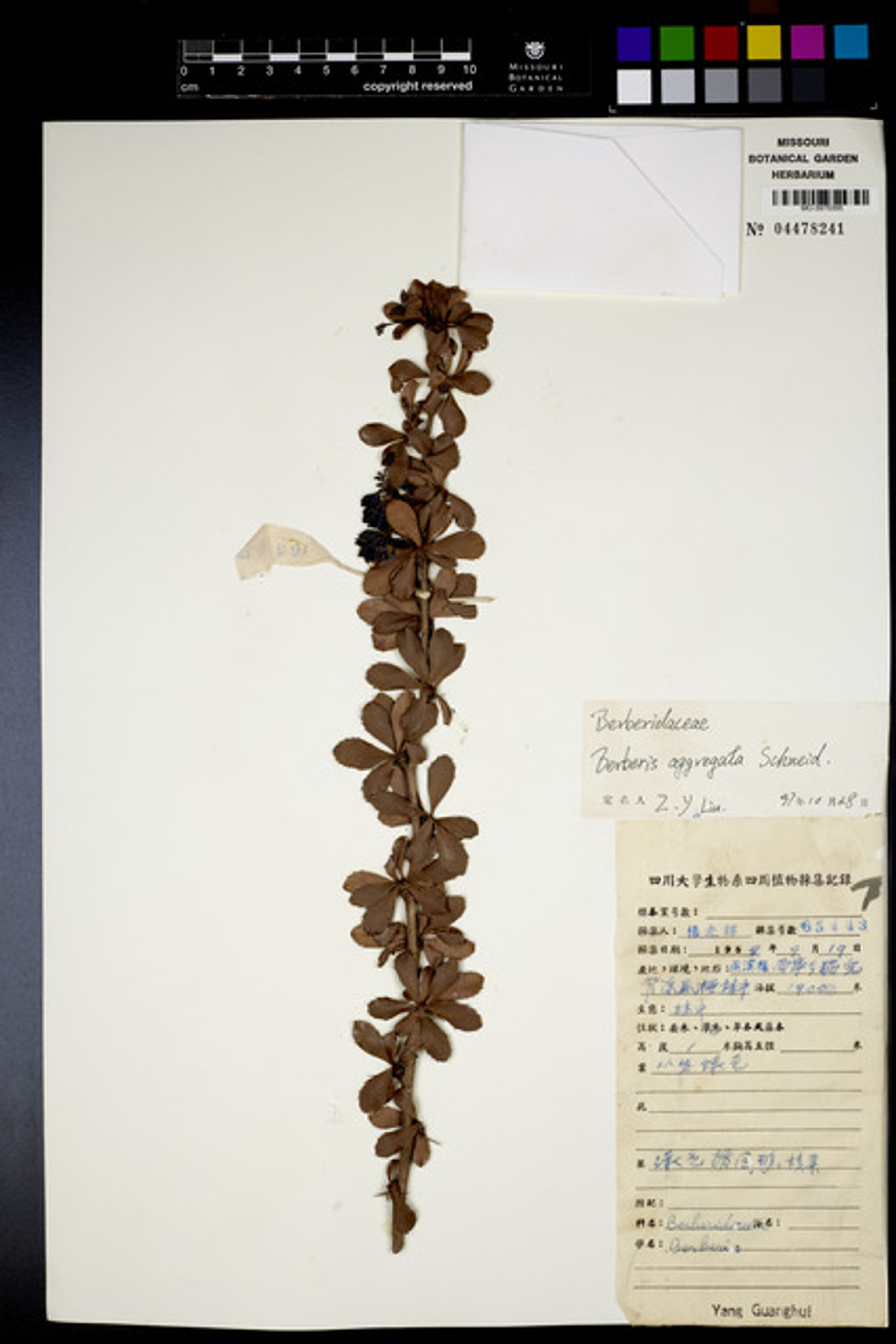 Berberis aggregata - 28