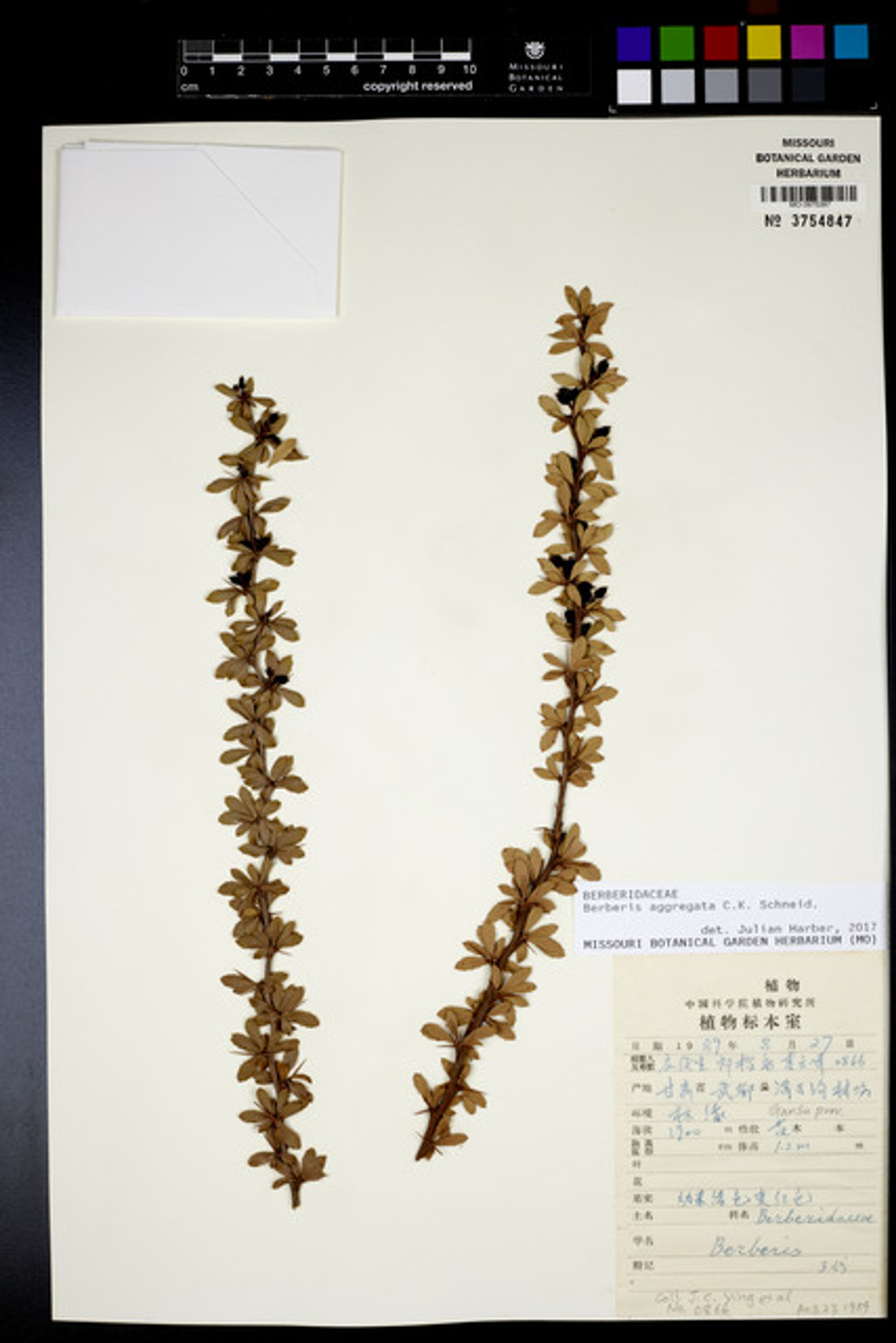 Berberis aggregata - 35