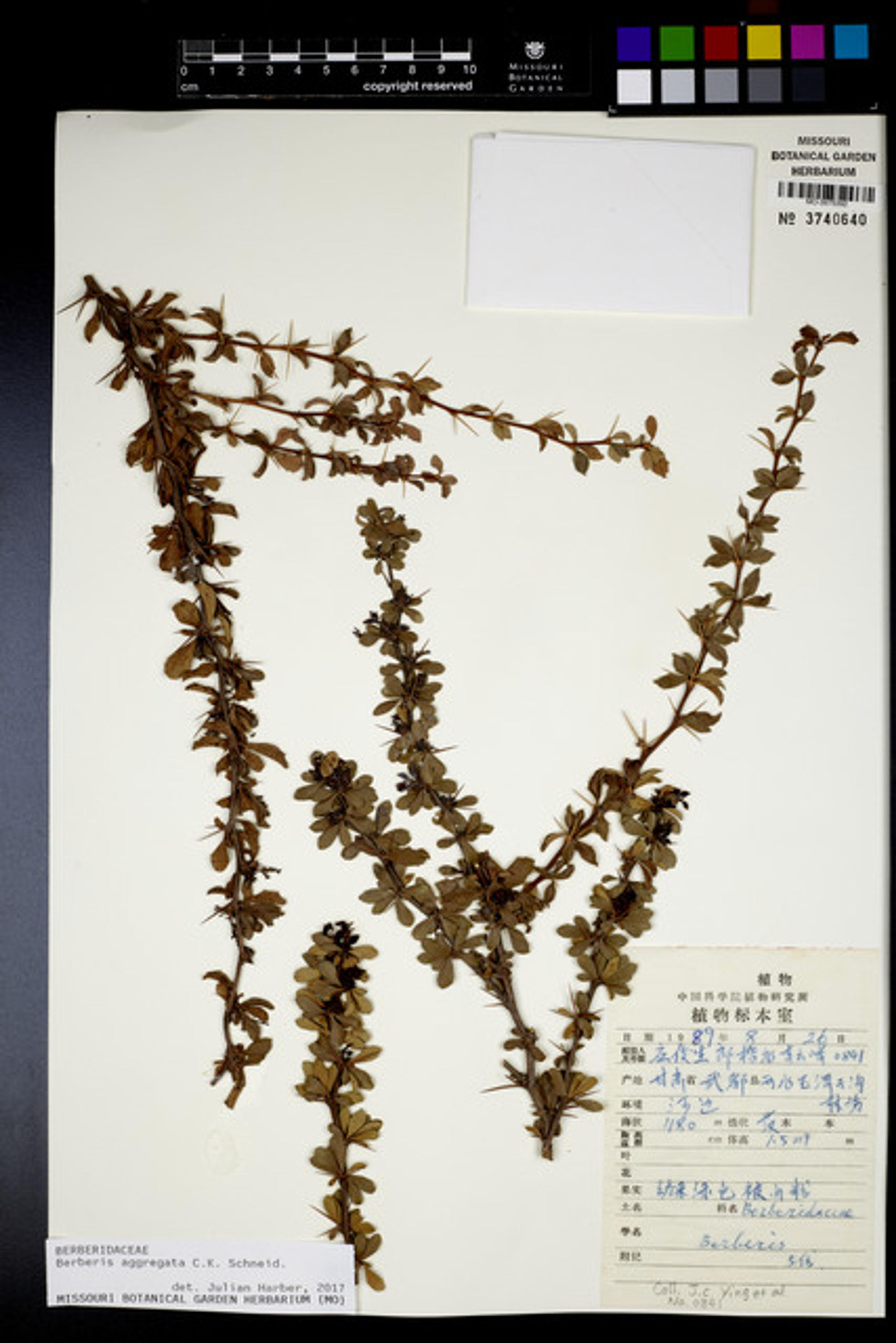 Berberis aggregata - 19