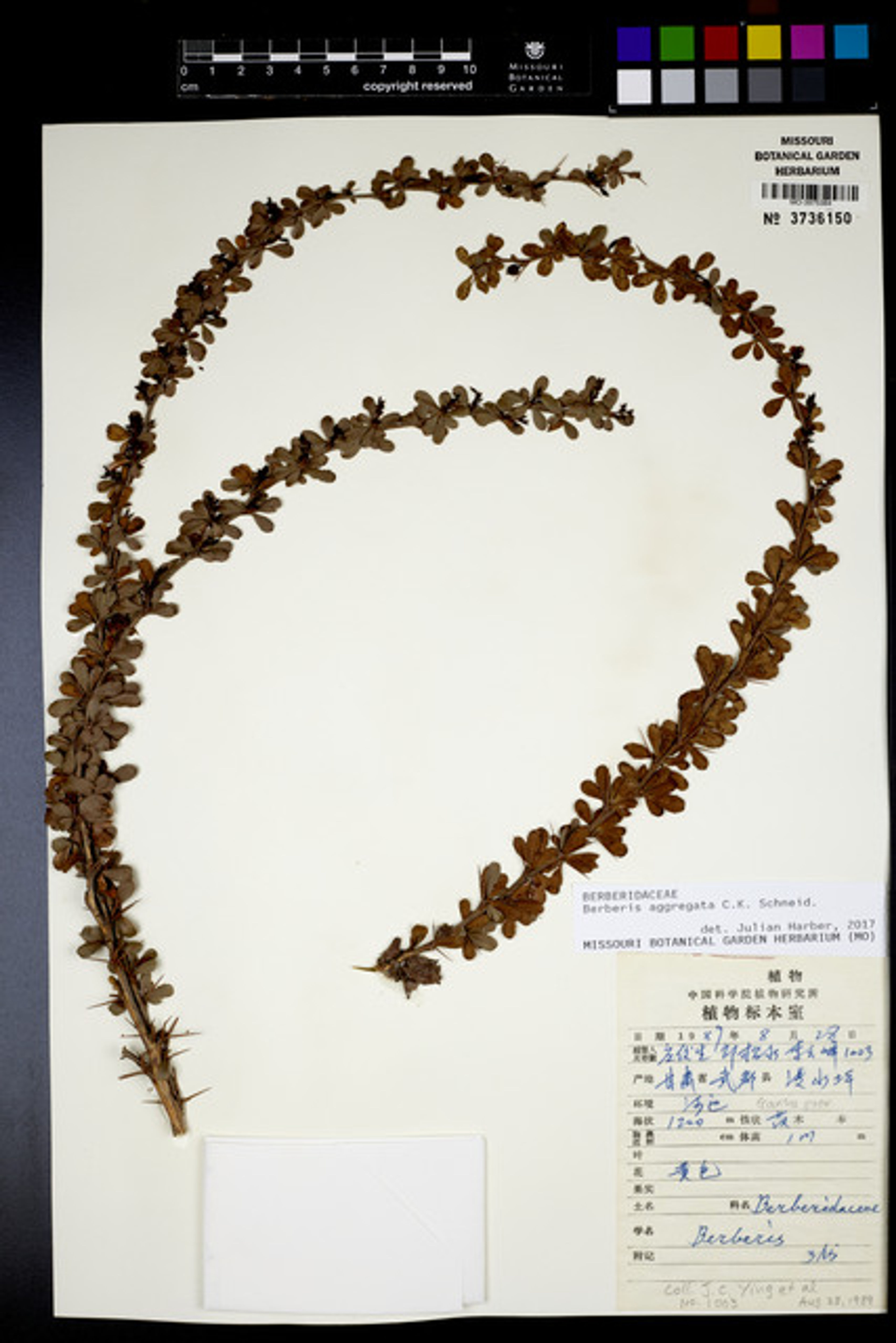 Berberis aggregata - 26