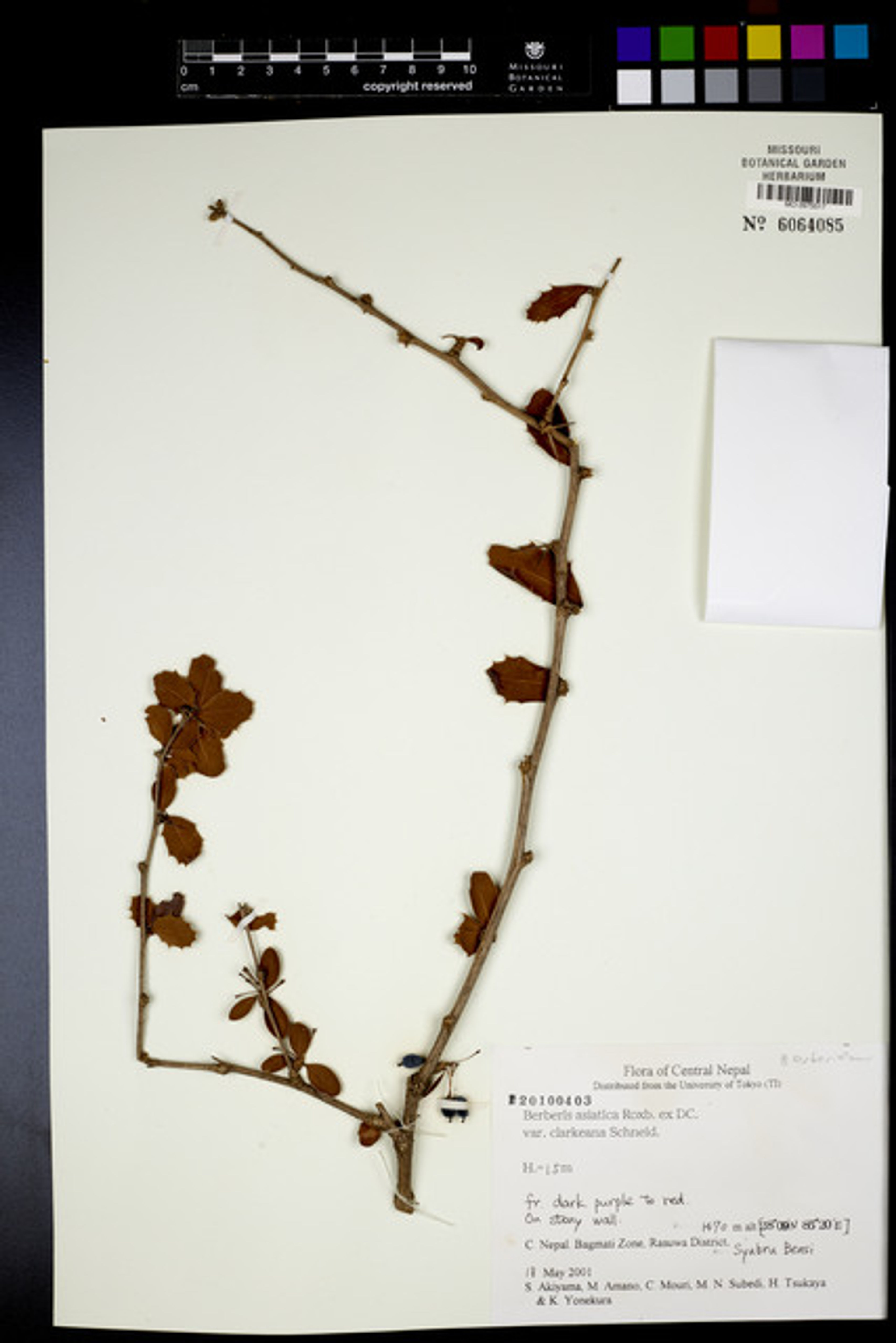 Berberis asiatica - 79