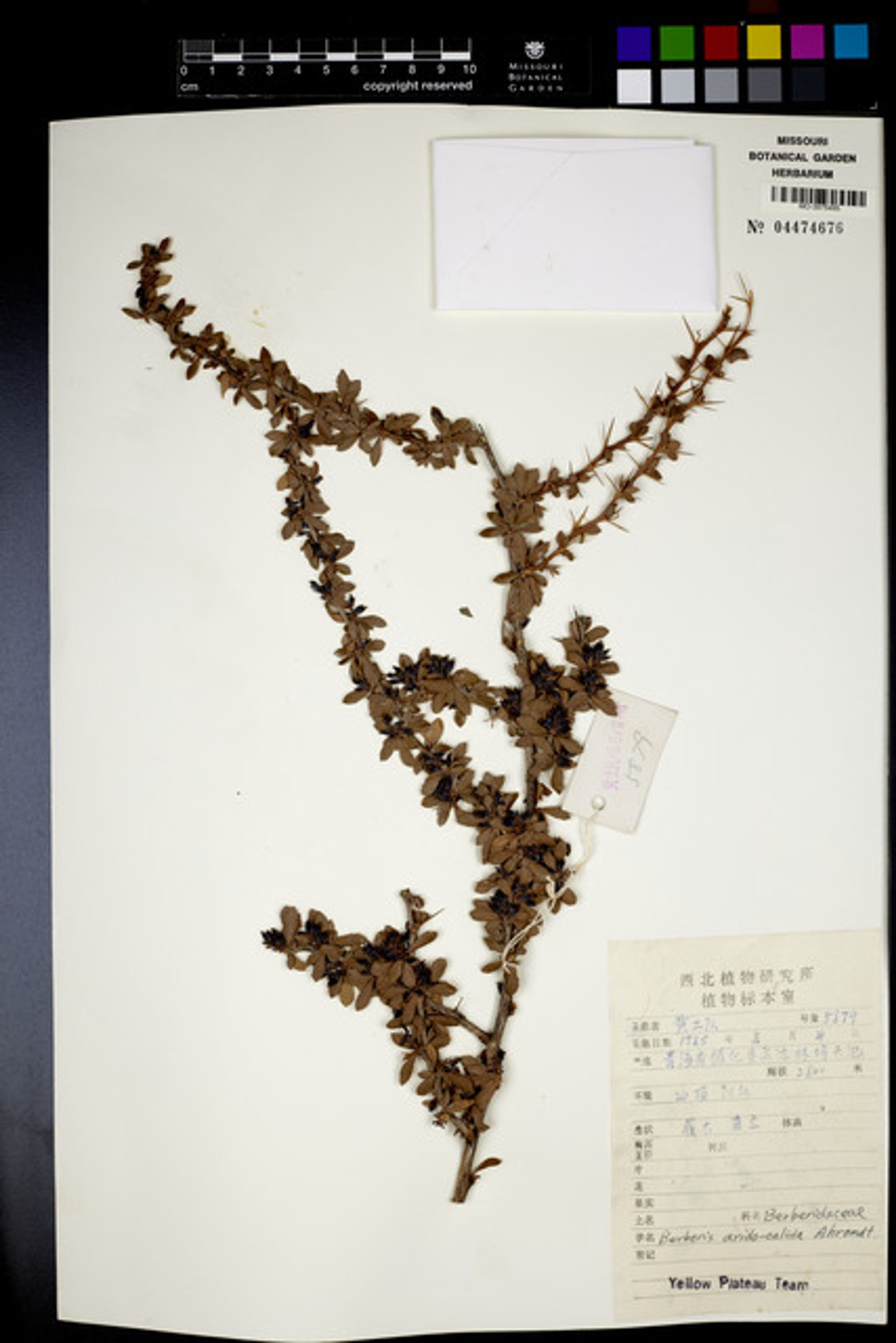 Berberis aggregata - 25