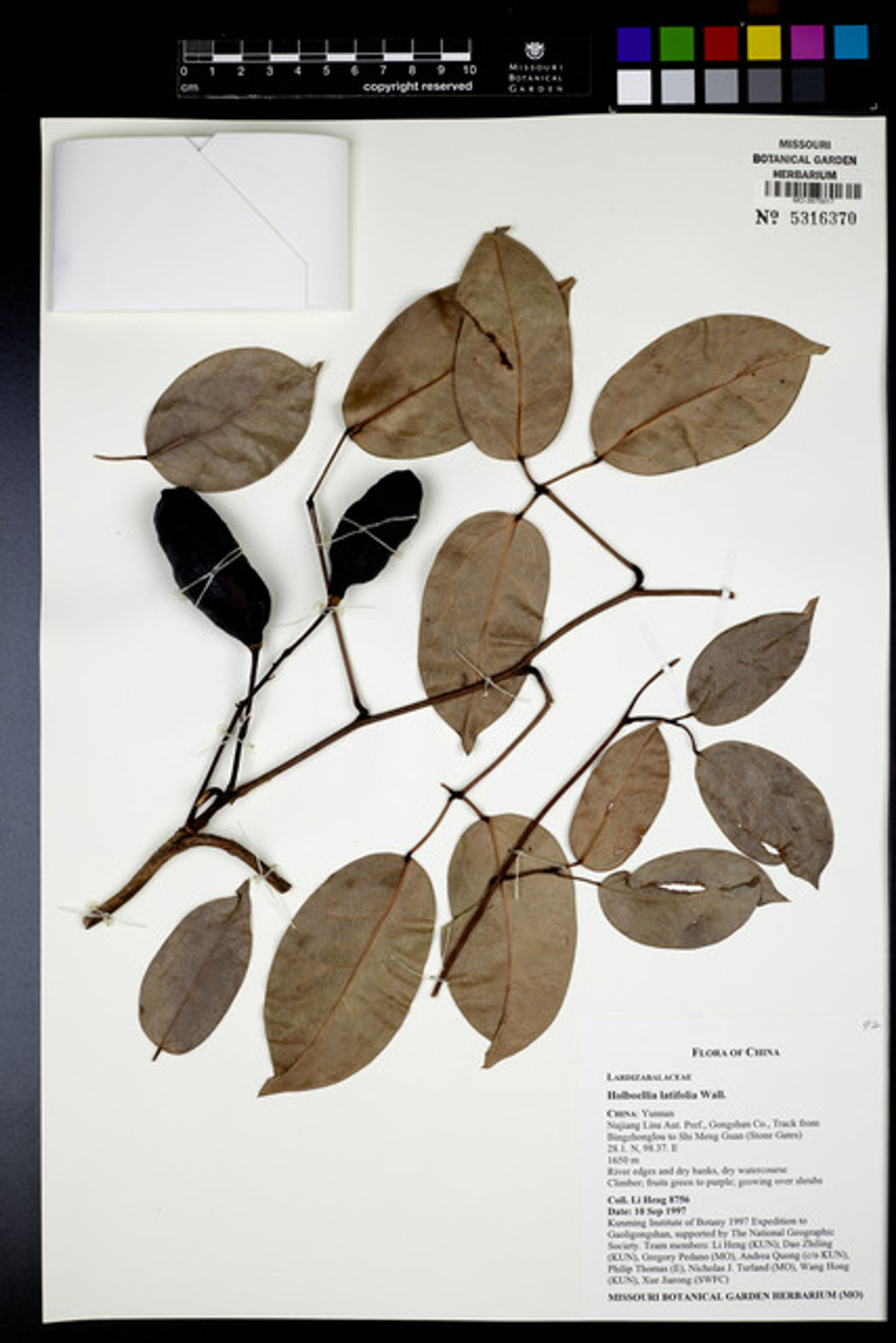 Holboellia latifolia - 32