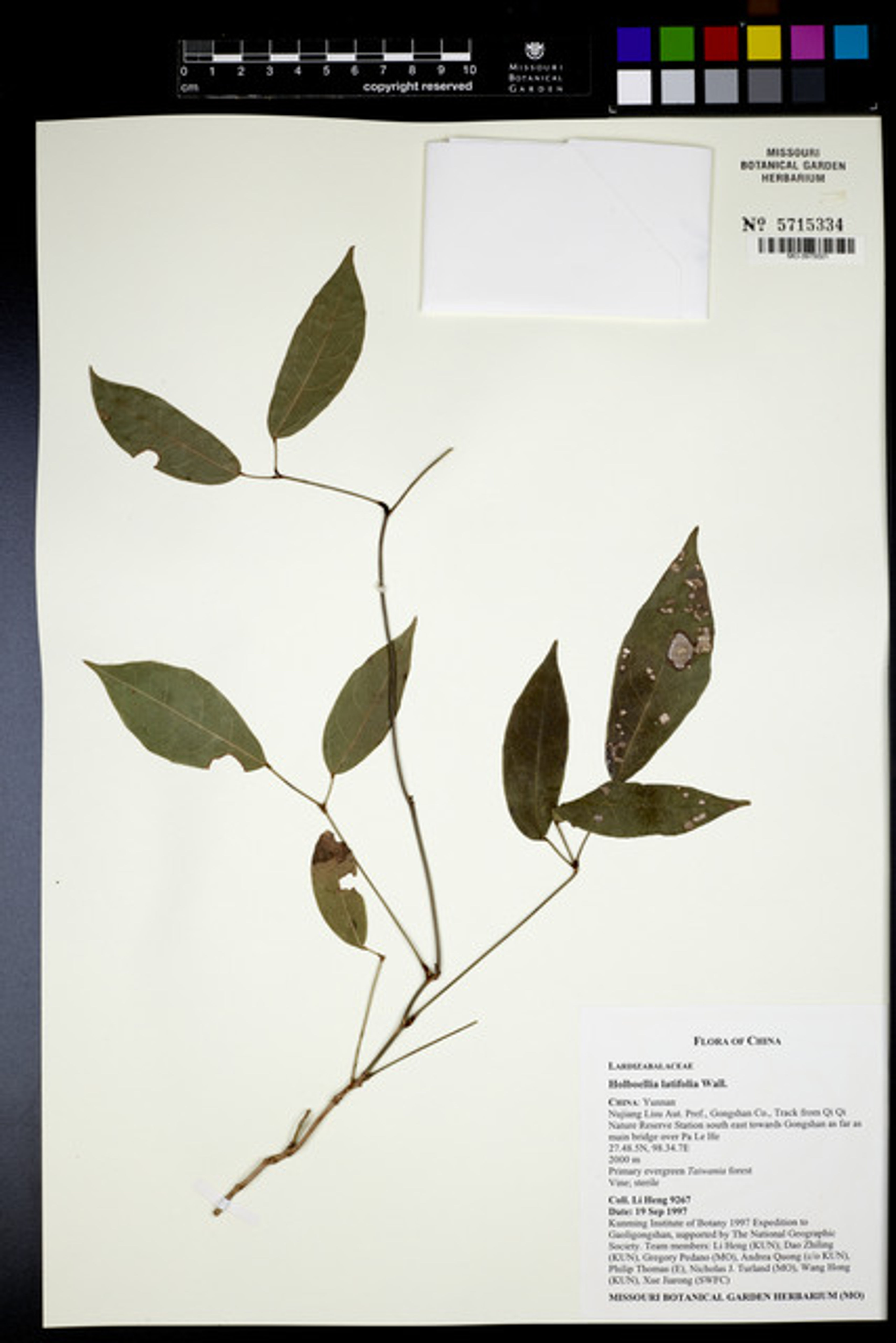 Holboellia latifolia - 36