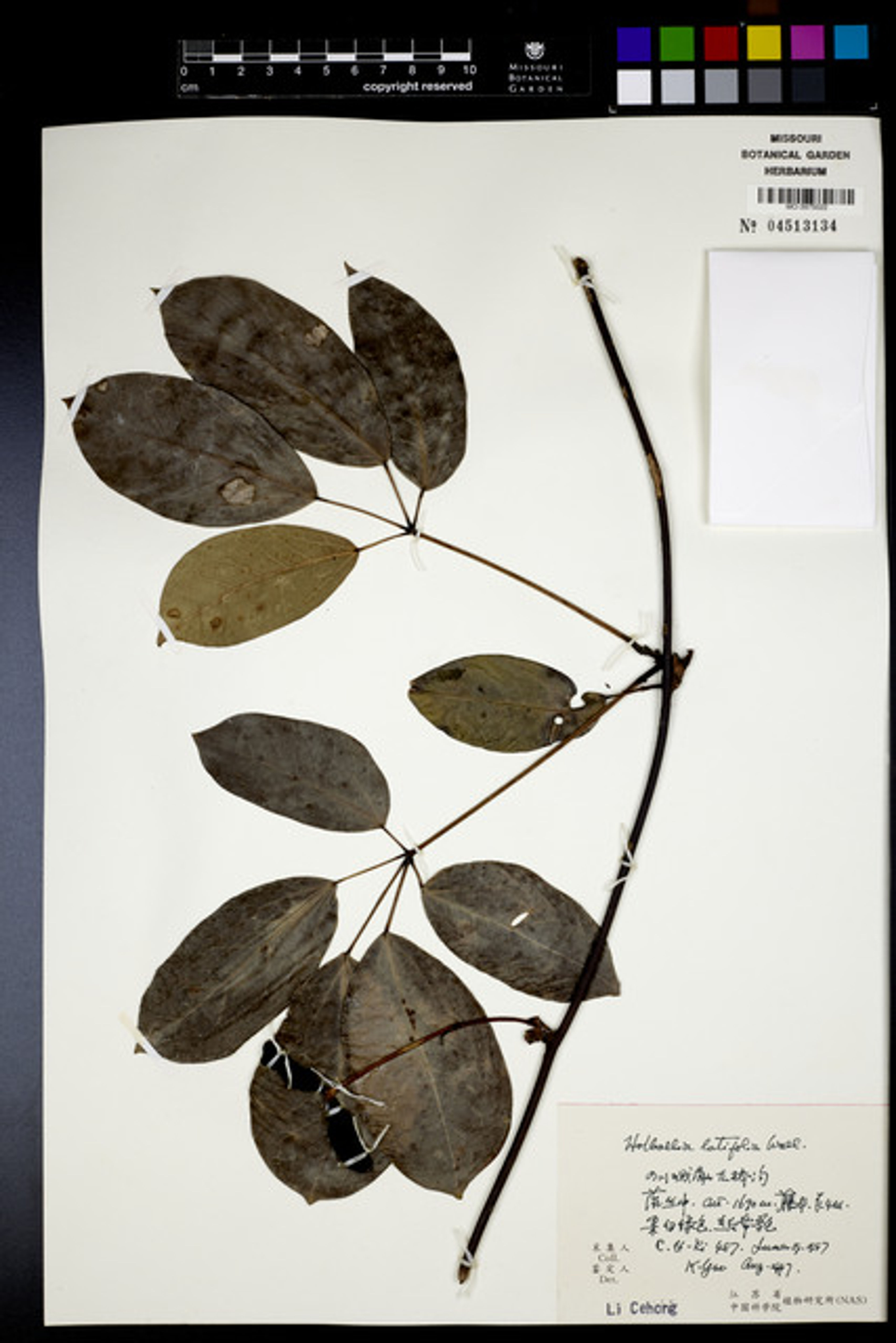 Holboellia latifolia - 29