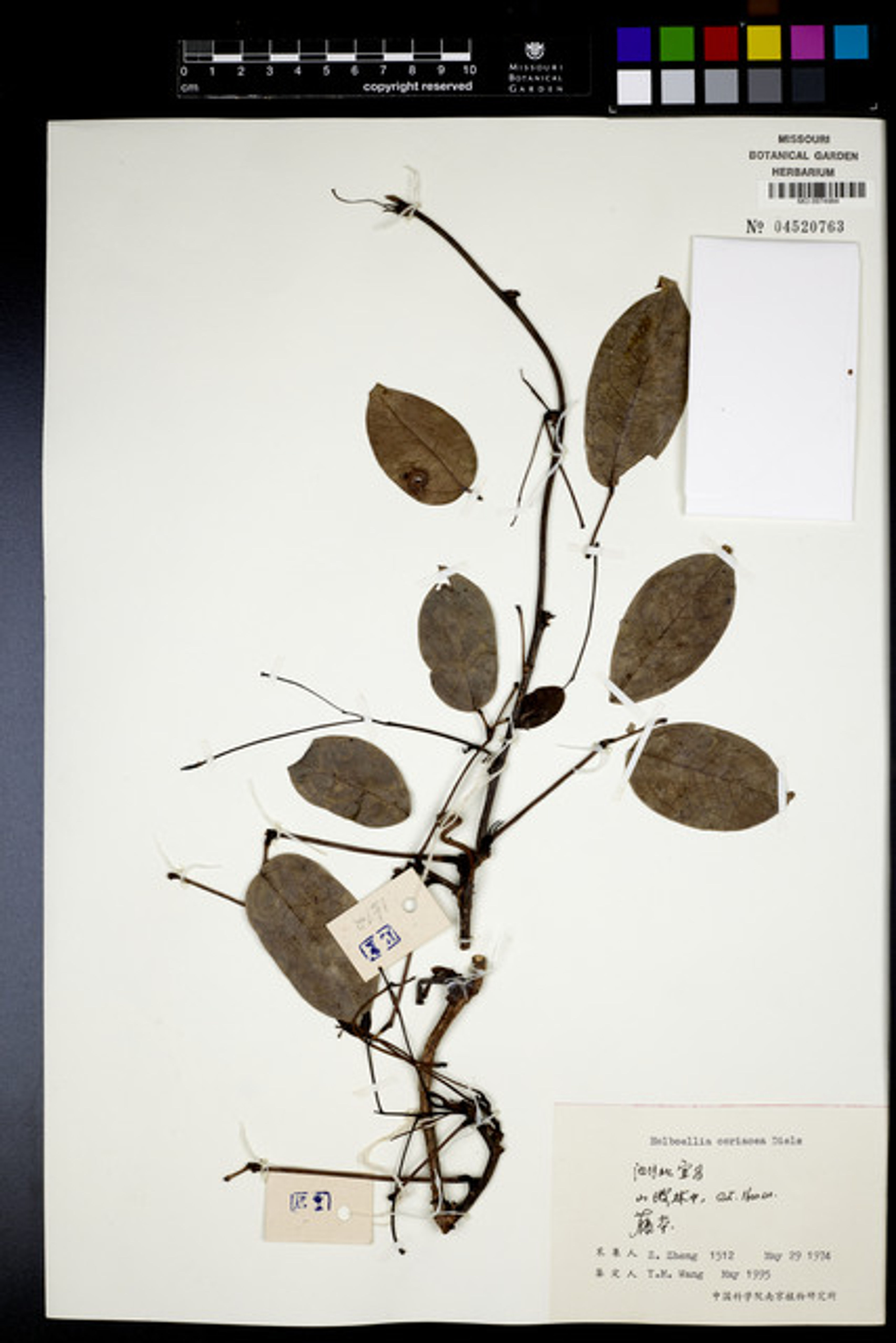 Holboellia coriacea - 55