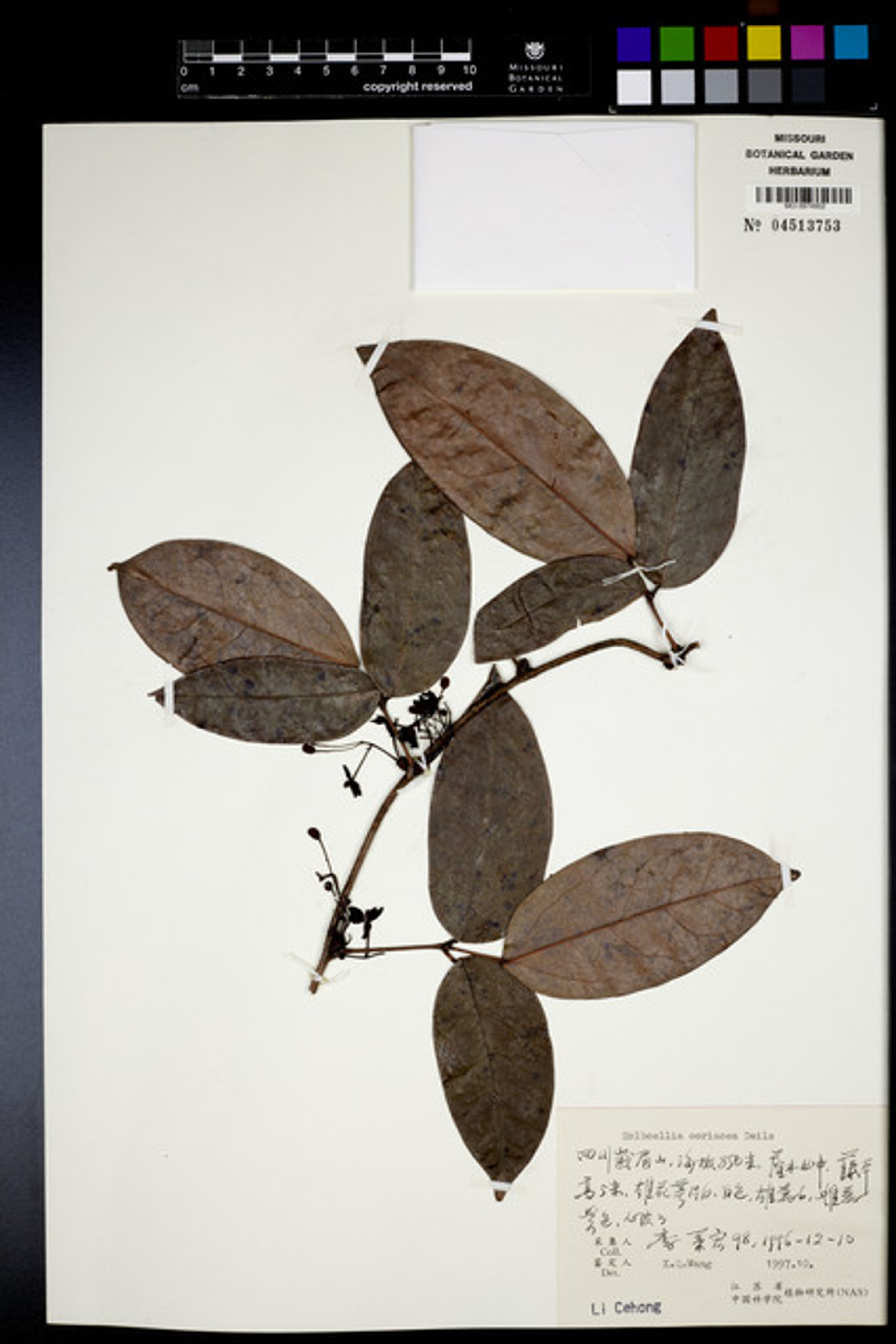 Holboellia coriacea - 37