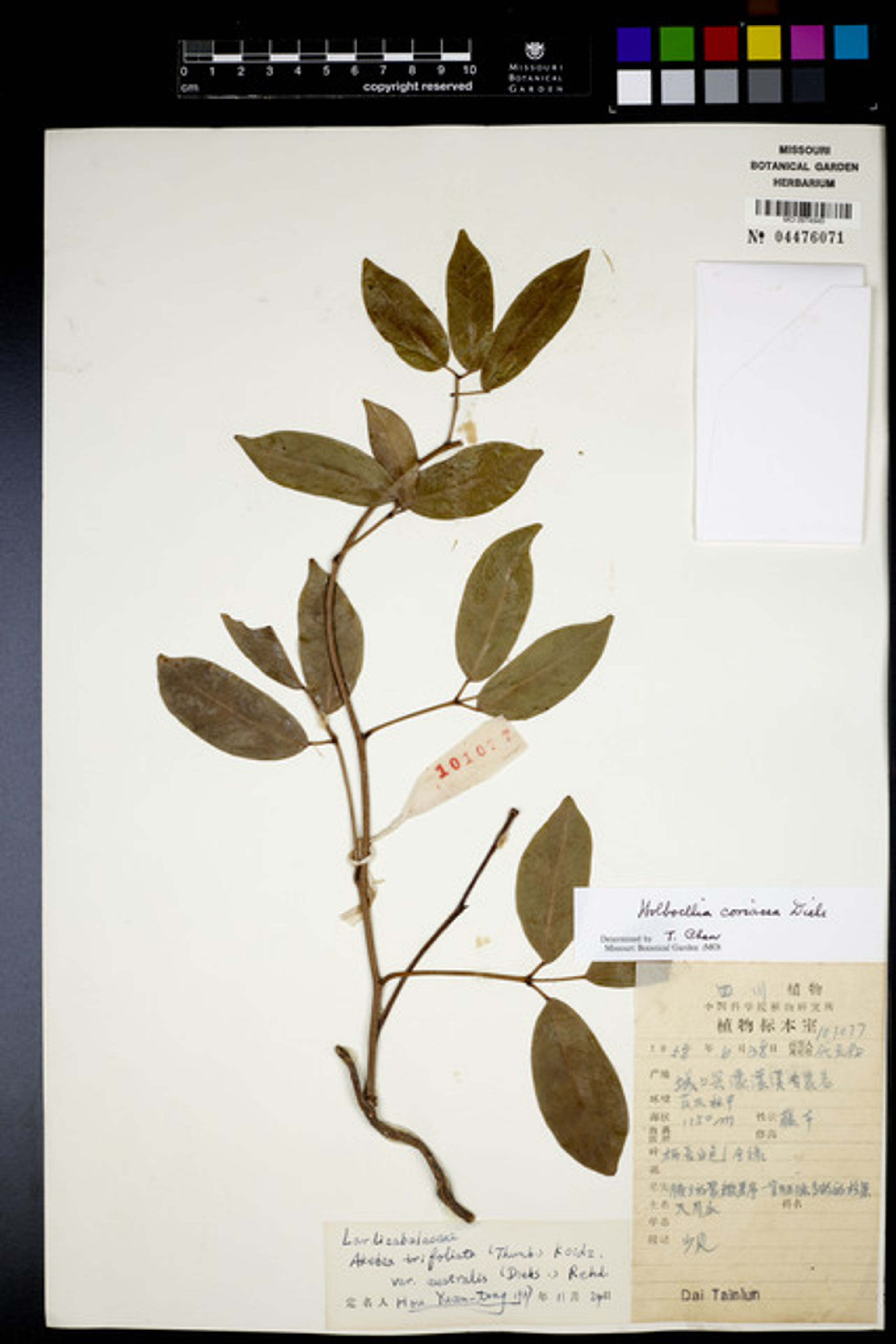 Holboellia coriacea - 4